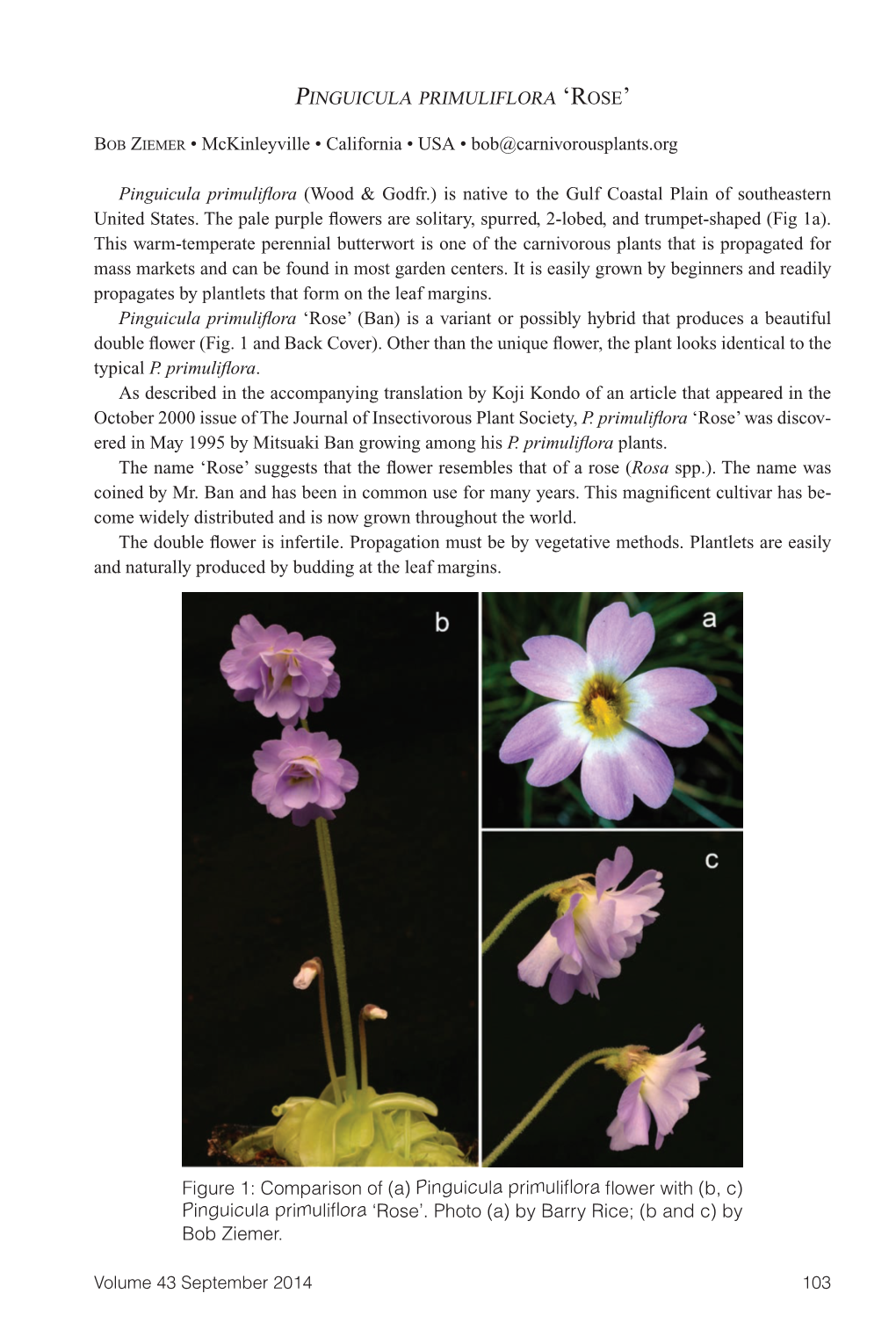 Carnivorous Plant Newsletter, Volume 43, Number 3, Septemver 2014