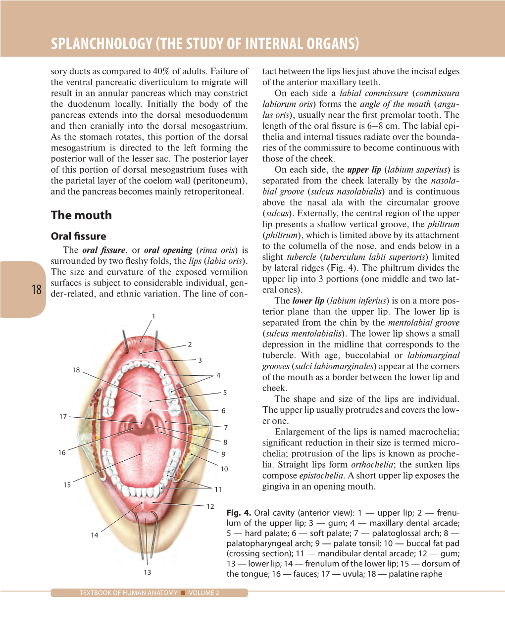 Splanchnology (The Study of Internal Organs)