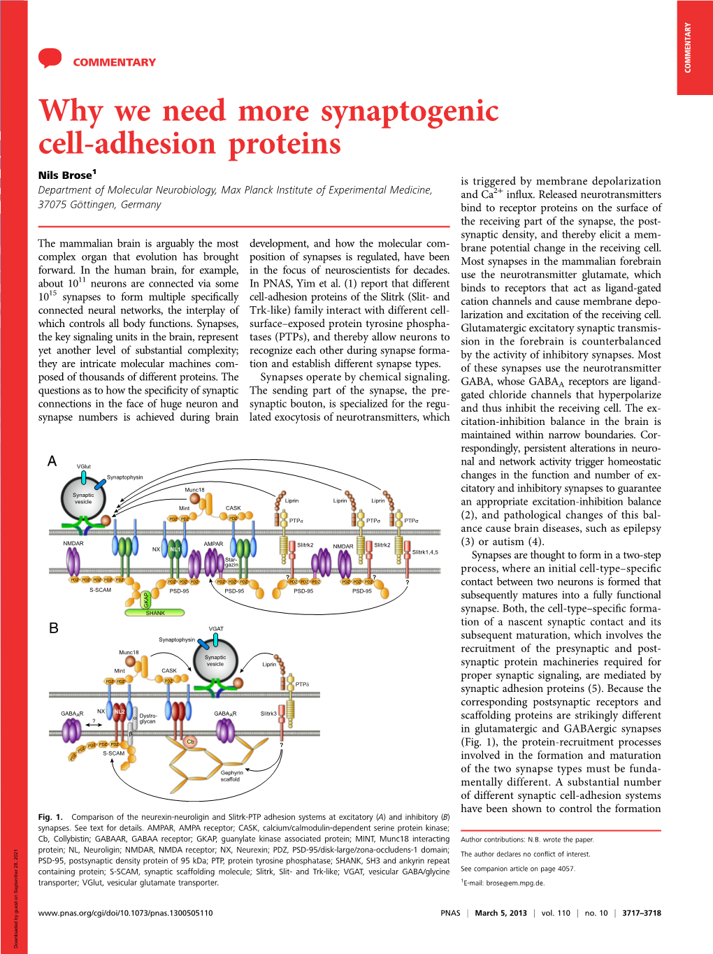 Why We Need More Synaptogenic Cell-Adhesion Proteins
