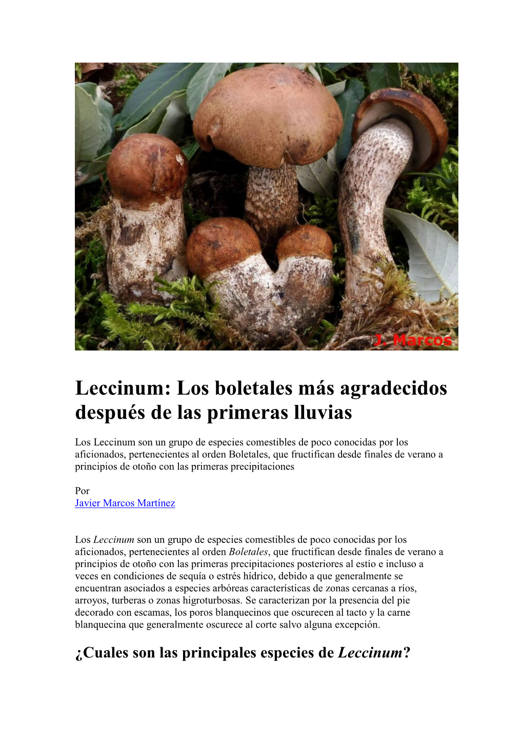 Leccinum: Los Boletales Más Agradecidos Después De Las Primeras Lluvias