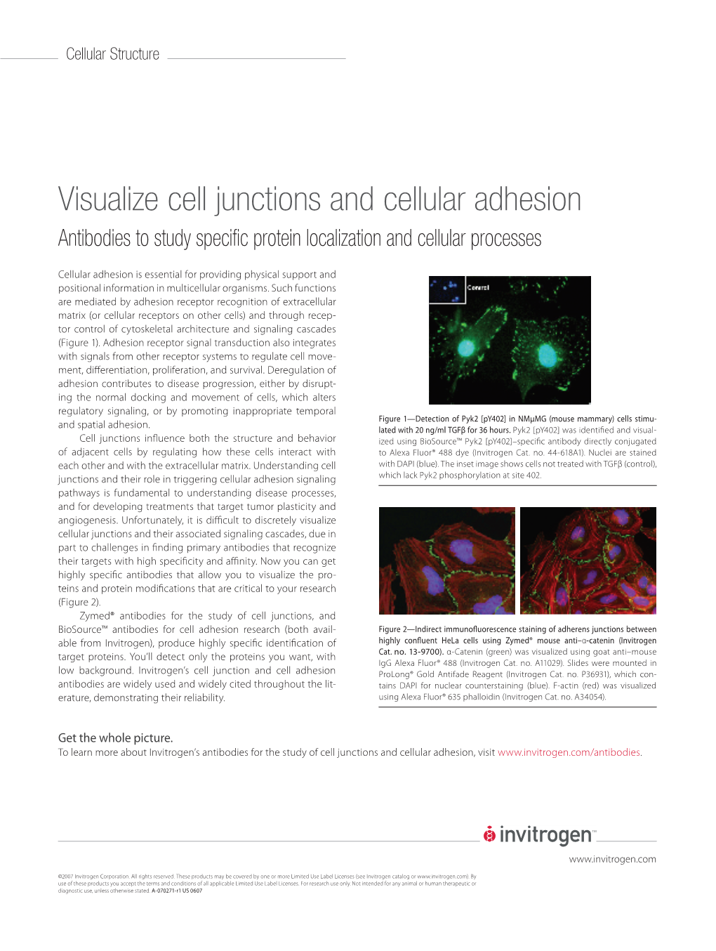 Visualize Cell Junctions and Cellular Adhesion Antibodies to Study Specific Protein Localization and Cellular Processes