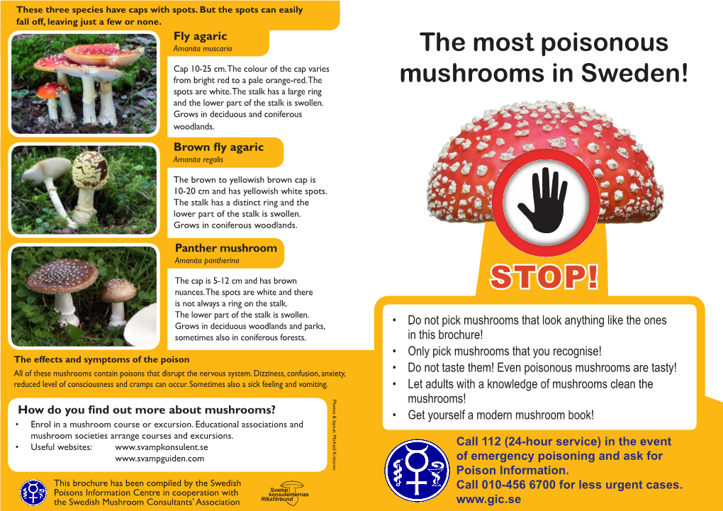 The Most Poisonous Mushrooms in Sweden!