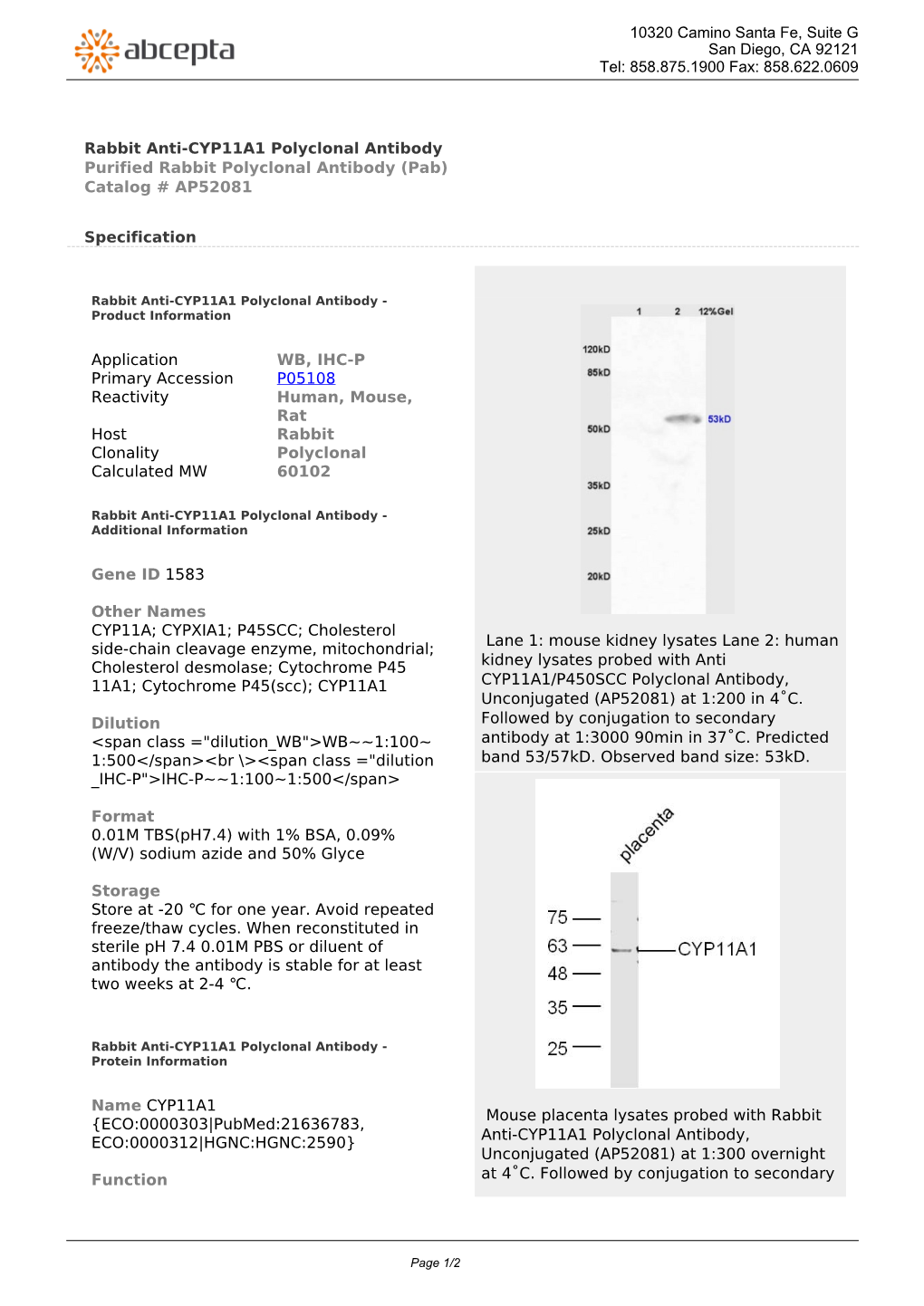 Rabbit Anti-CYP11A1 Polyclonal Antibody Purified Rabbit Polyclonal Antibody (Pab) Catalog # AP52081