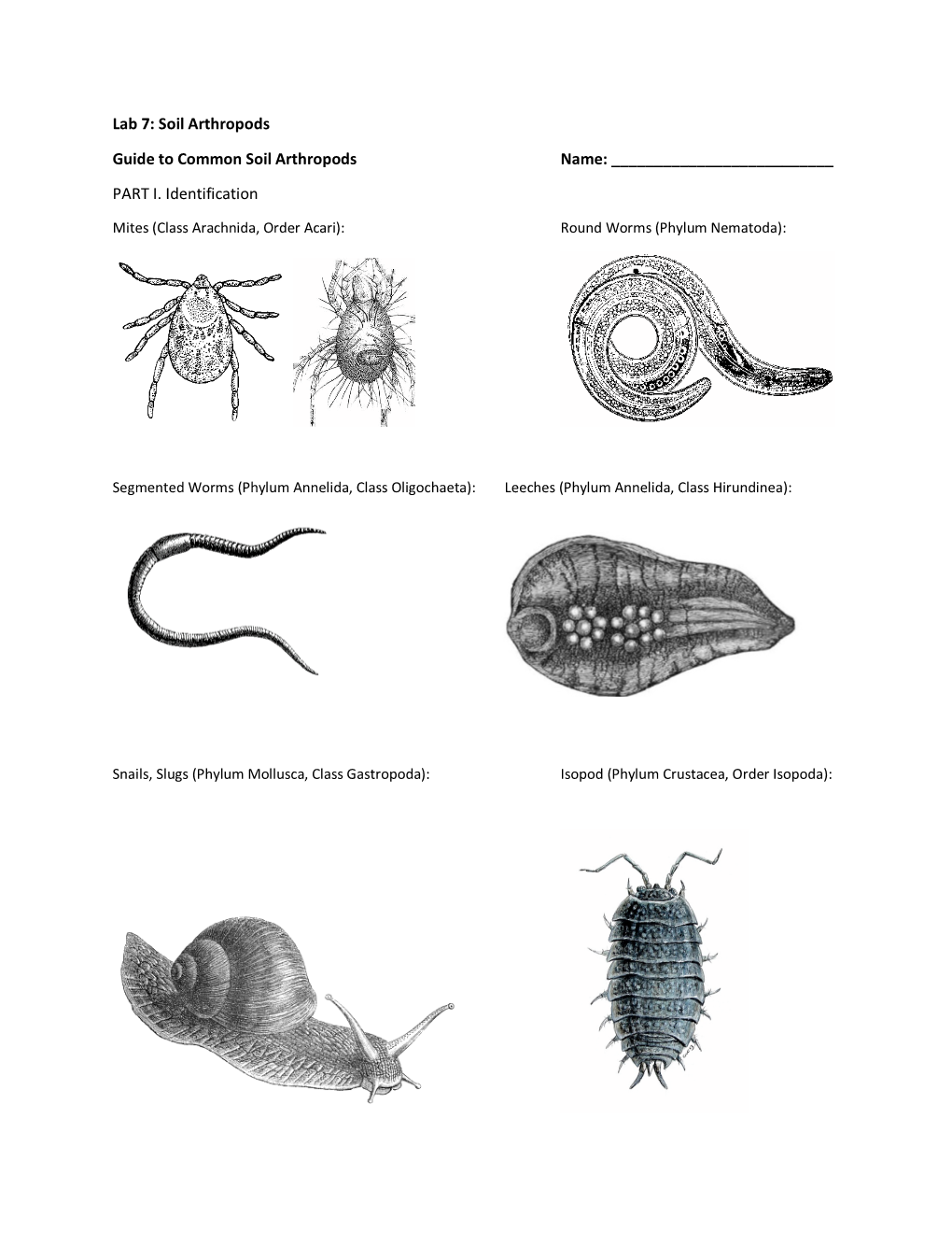 Lab 7: Soil Arthropods Guide to Common Soil Arthropods Name