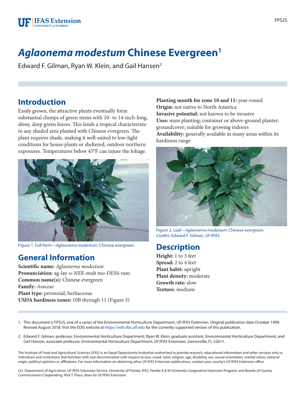 Aglaonema Modestum: Chinese Evergreen