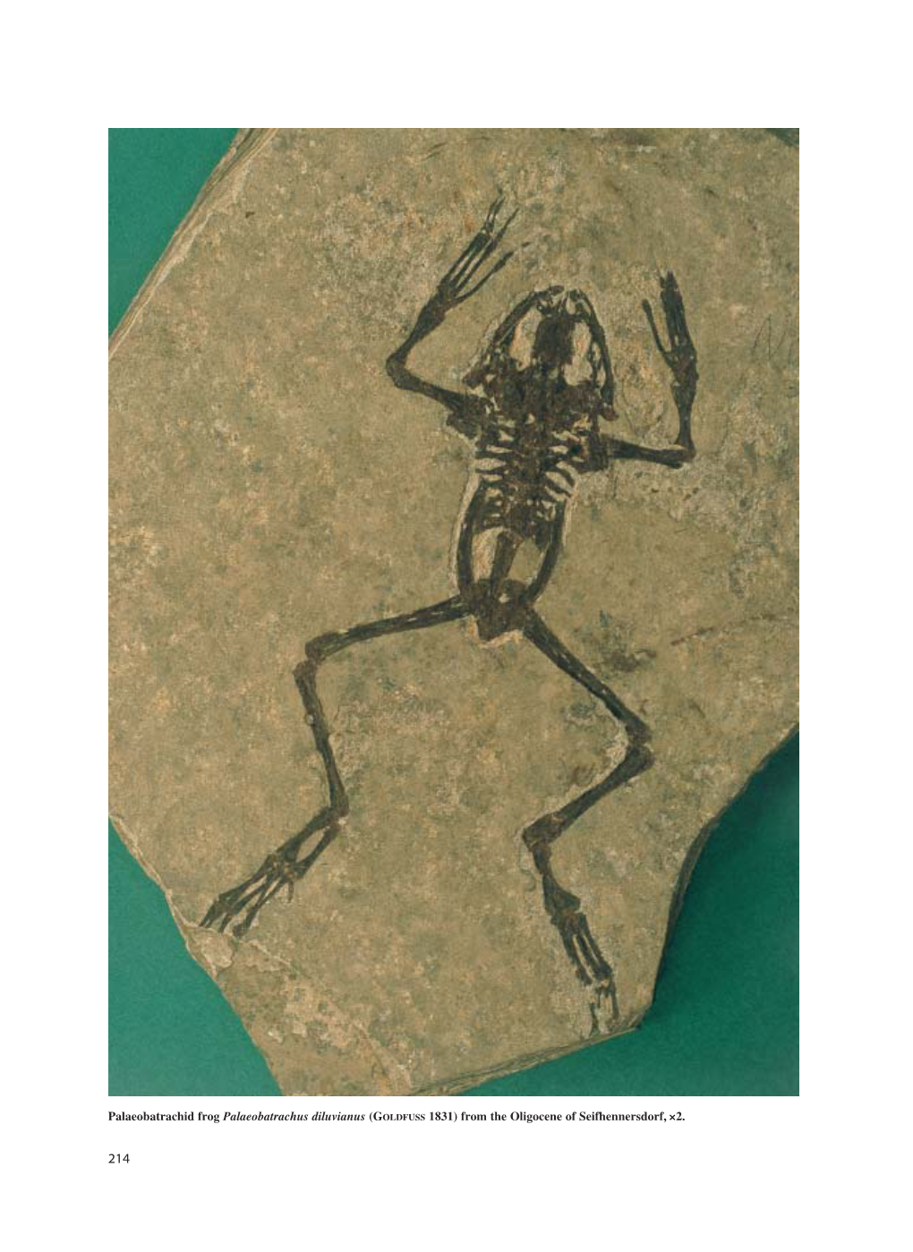 Palaeobatrachid Frog Palaeobatrachus Diluvianus (GOLDFUSS 1831) from the Oligocene of Seifhennersdorf, ×2