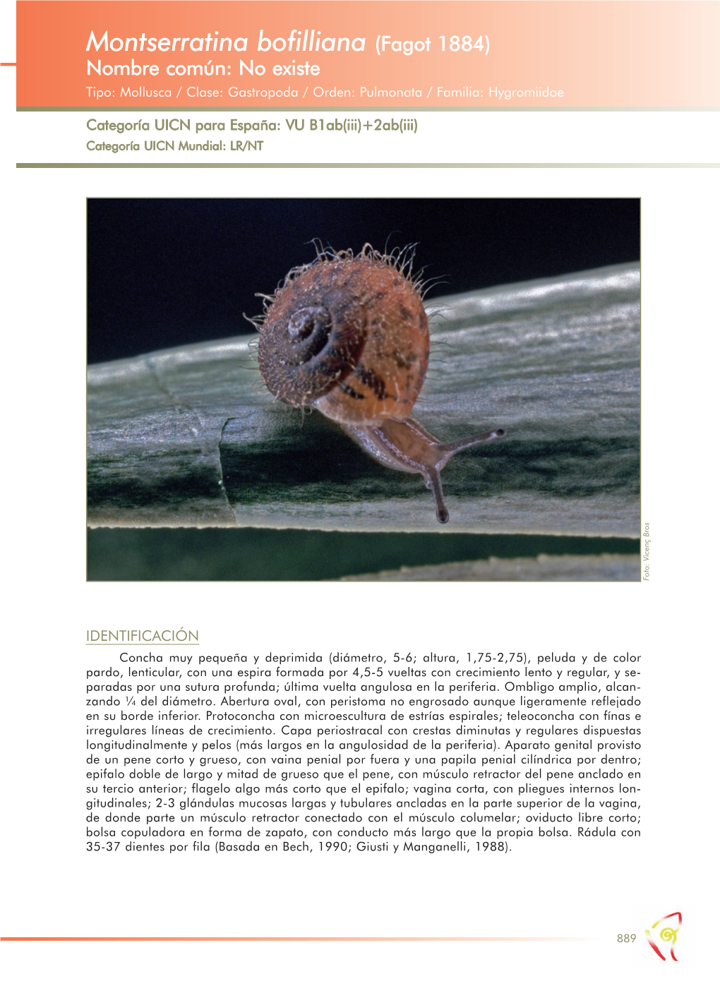 Montserratina Bofilliana (Fagot 1884) Nombre Común: No Existe Tipo: Mollusca / Clase: Gastropoda / Orden: Pulmonata / Familia: Hygromiidae