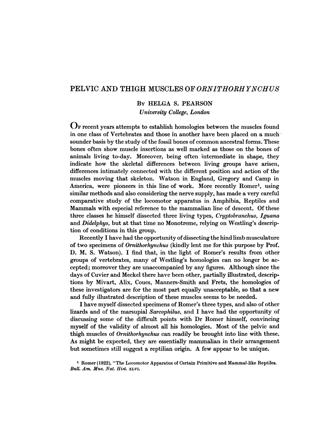 PELVIC and THIGH MUSCLES of ORNITHORHYNCHUS by HELGA S