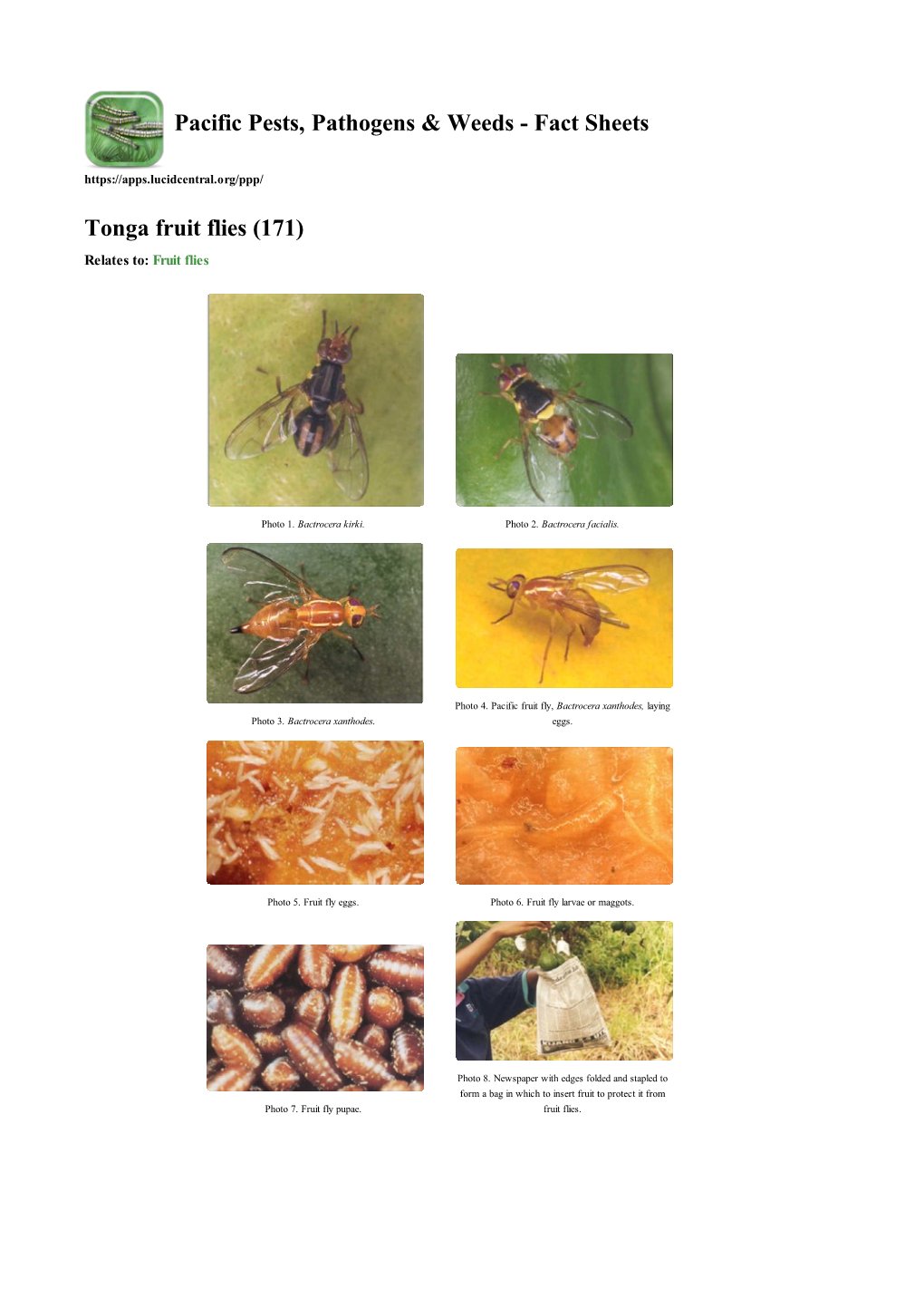 Tonga Fruit Flies (171) Relates To: Fruit Flies