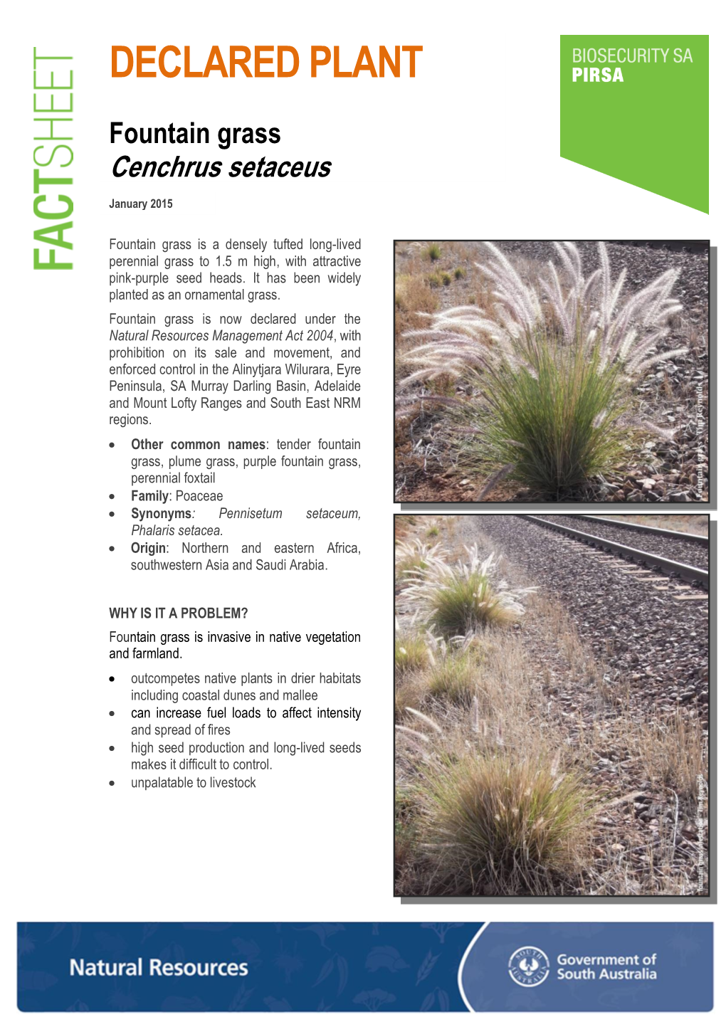 Fountain Grass