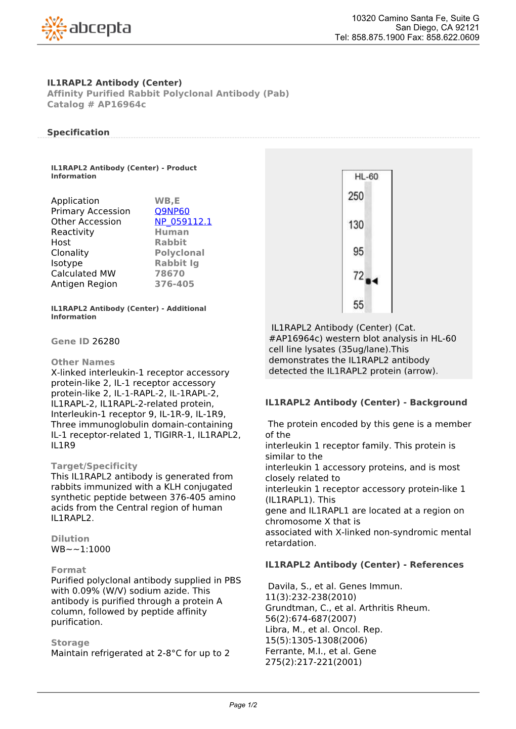 IL1RAPL2 Antibody (Center) Affinity Purified Rabbit Polyclonal Antibody (Pab) Catalog # Ap16964c