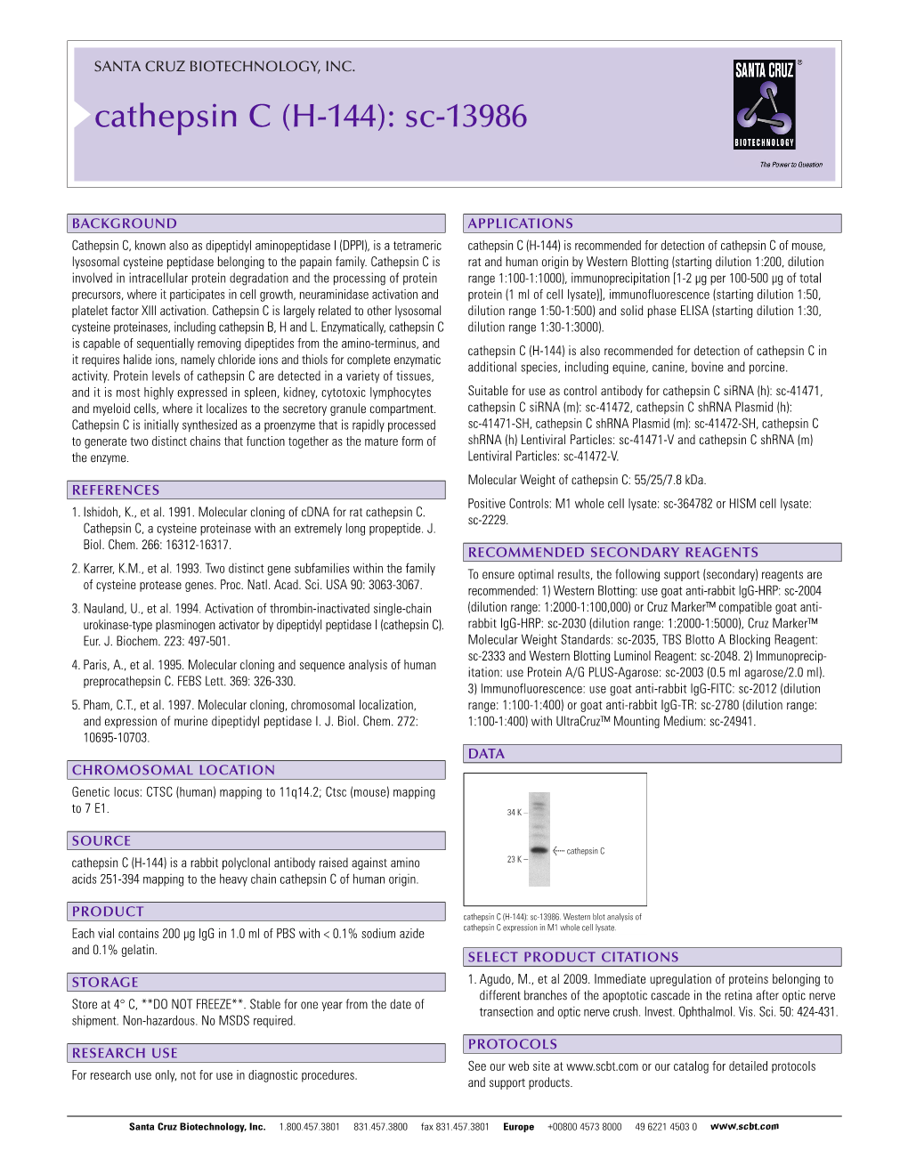 Cathepsin C (H-144): Sc-13986