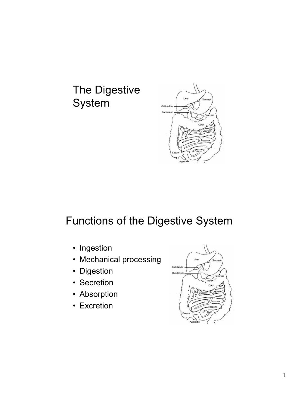 The Digestive System Functions of the Digestive System