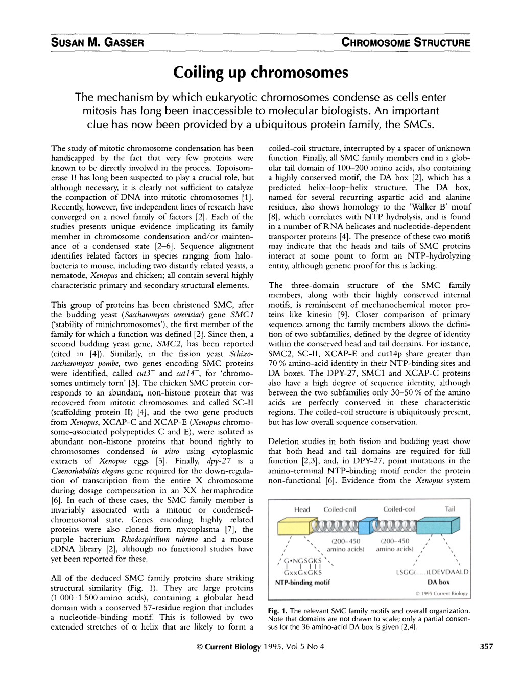 Coiling up Chromosomes the Mechanism by Which Eukaryotic Chromosomes Condense As Cells Enter Mitosis Has Long Been Inaccessible to Molecular Biologists