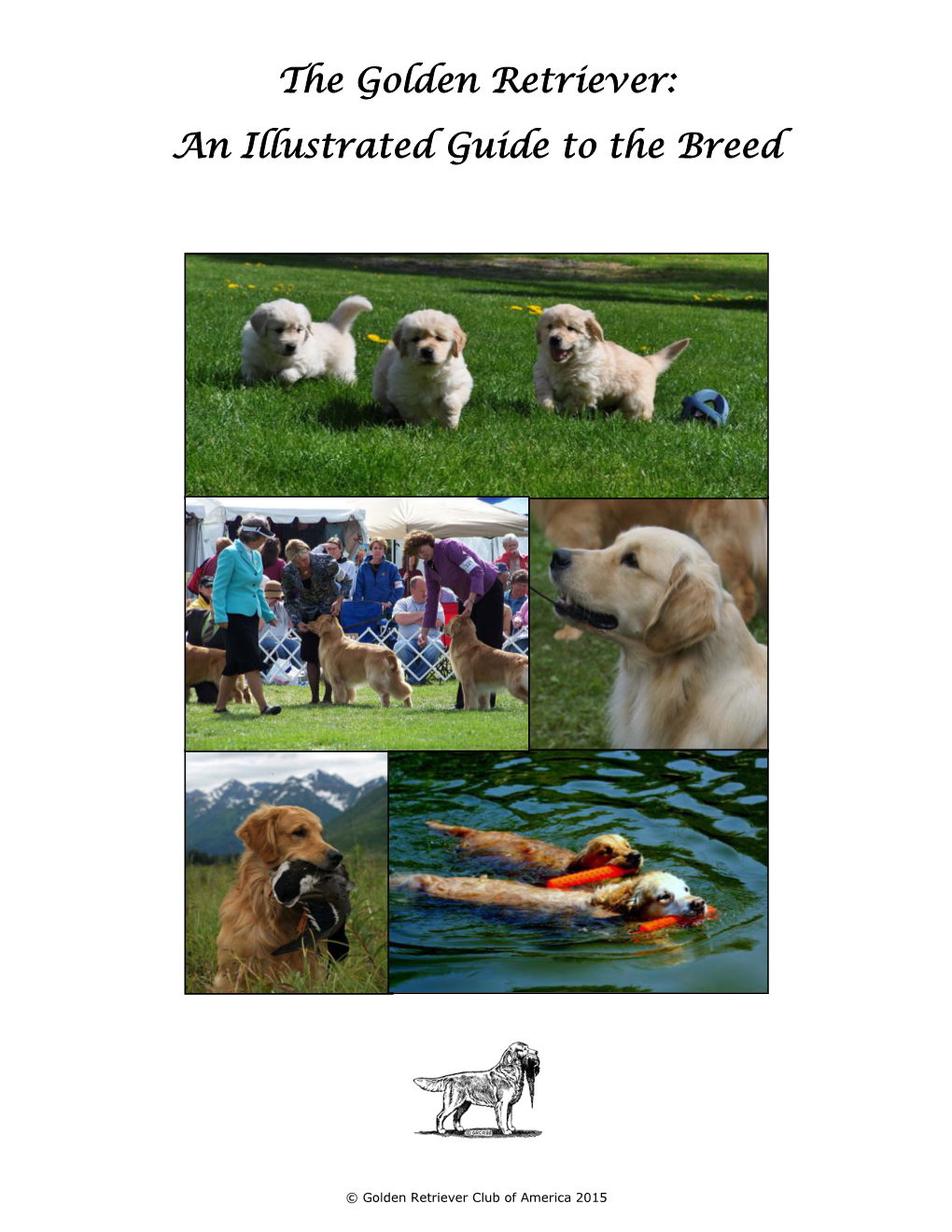 The Golden Retriever: an Illustrated Guide to the Breed