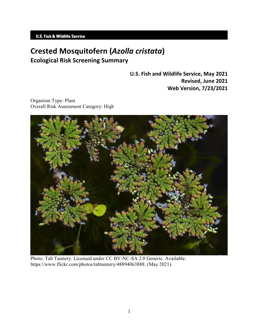 Azolla Cristata) Ecological Risk Screening Summary