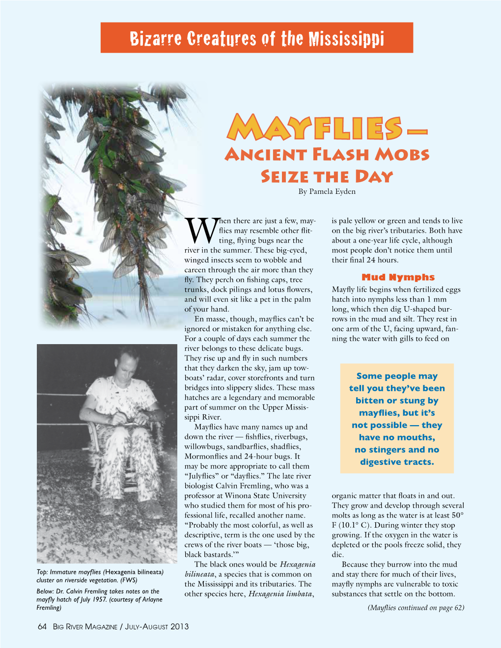 Mayflies — Ancient Flash Mobs Seize the Day by Pamela Eyden