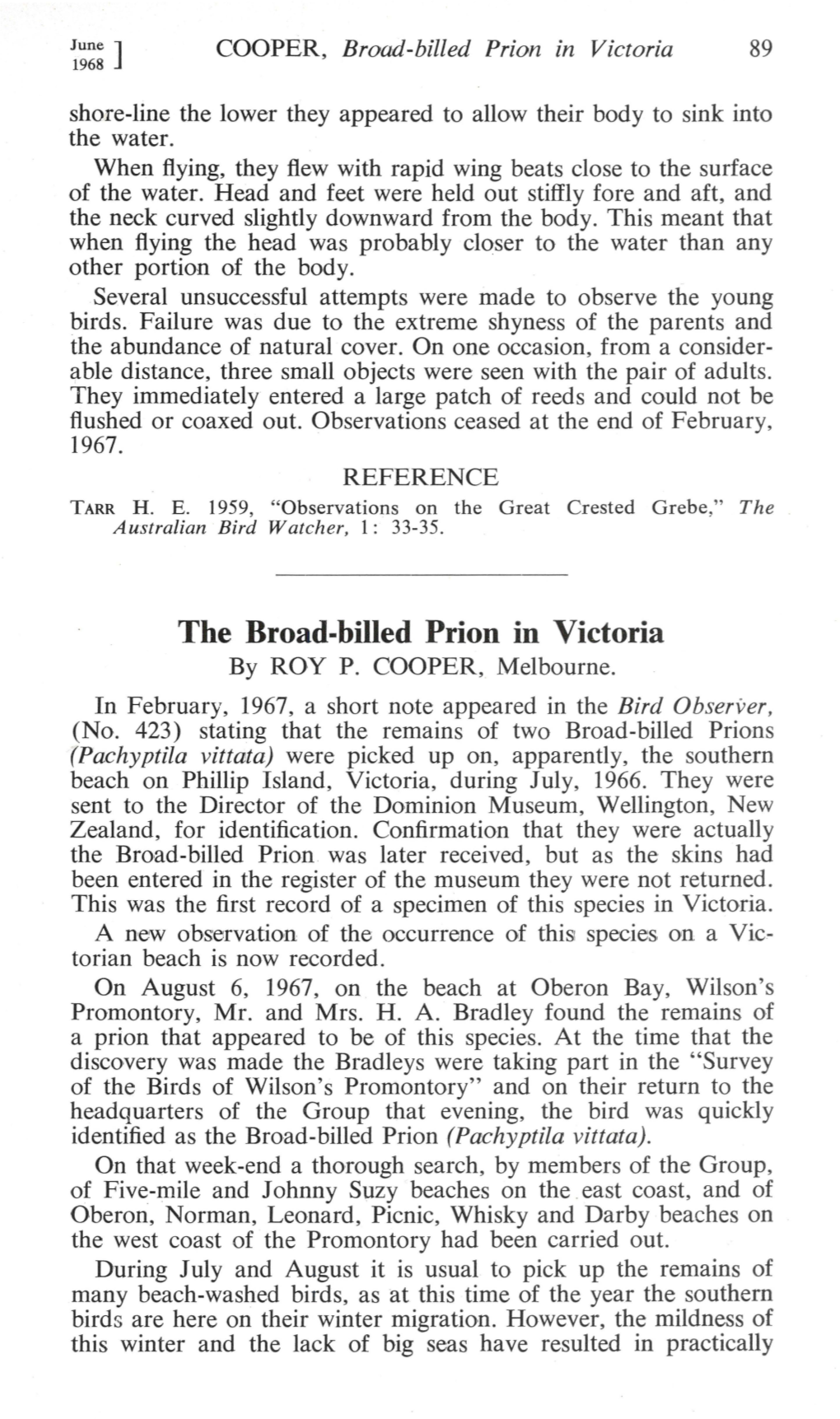 The Broad-Billed Prion in Victoria by ROY P