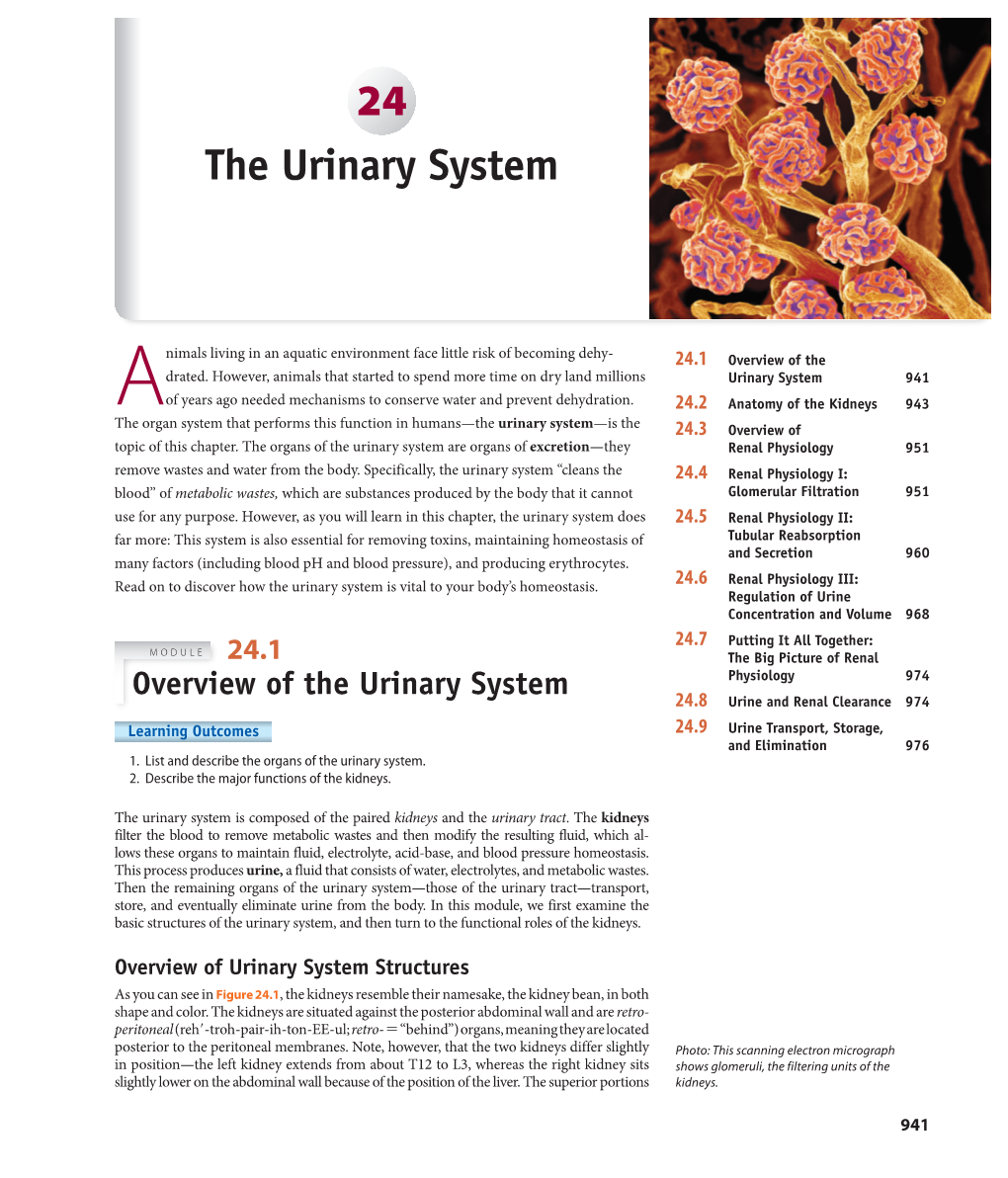 Urinary System