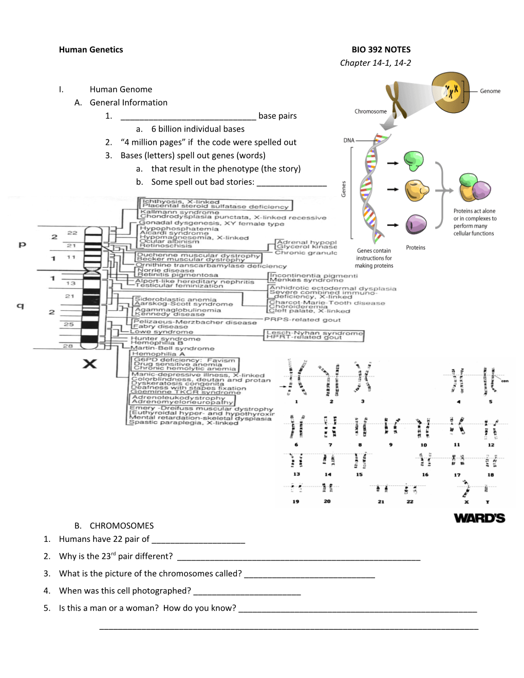 Human Genetics BIO 392 NOTES