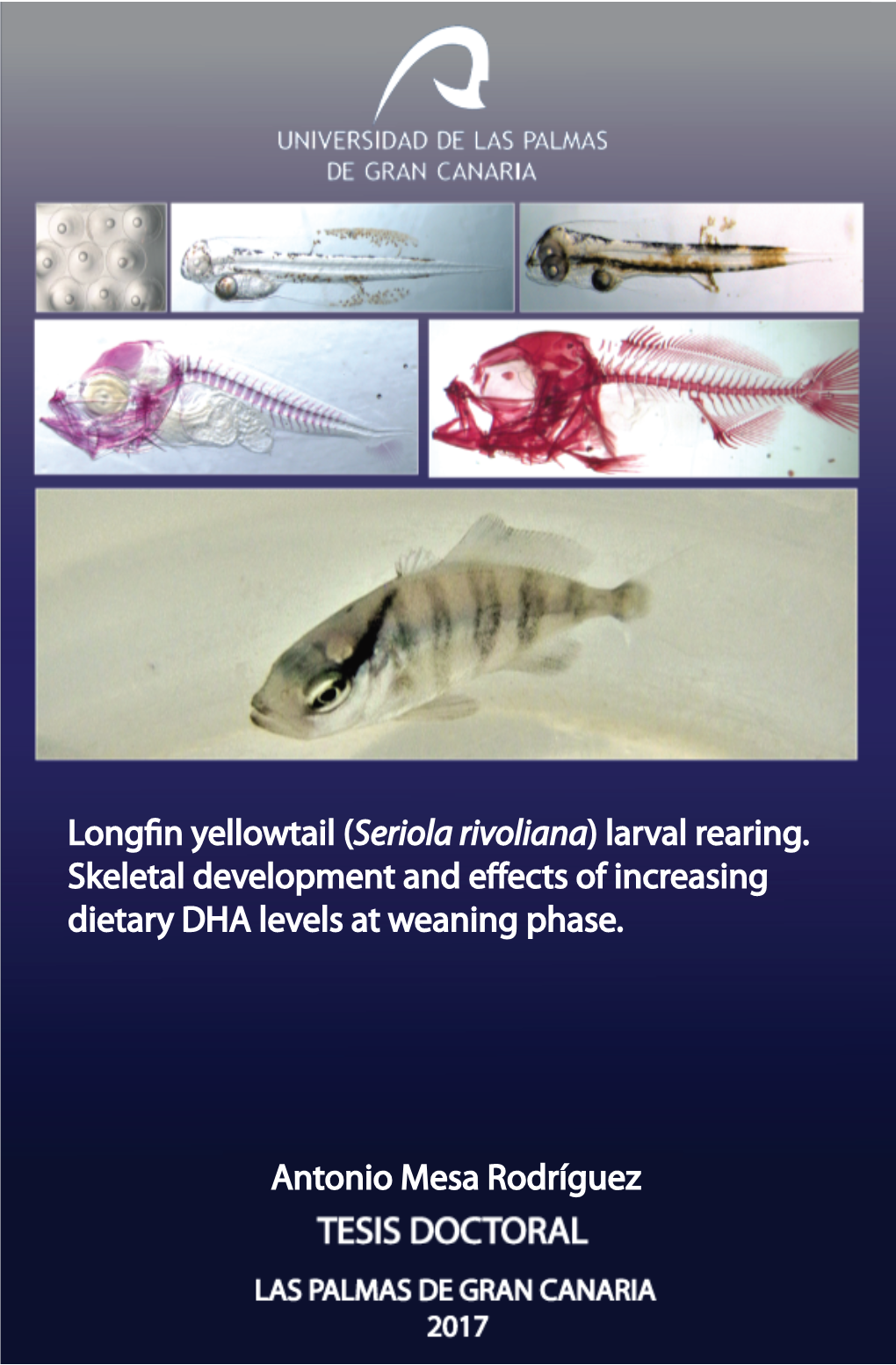 Longfin Yellowtail (Seriola Rivoliana) Larval Rearing. Skeletal Development and Effects of Increasing Dietary DHA Levels at Weaning Phase