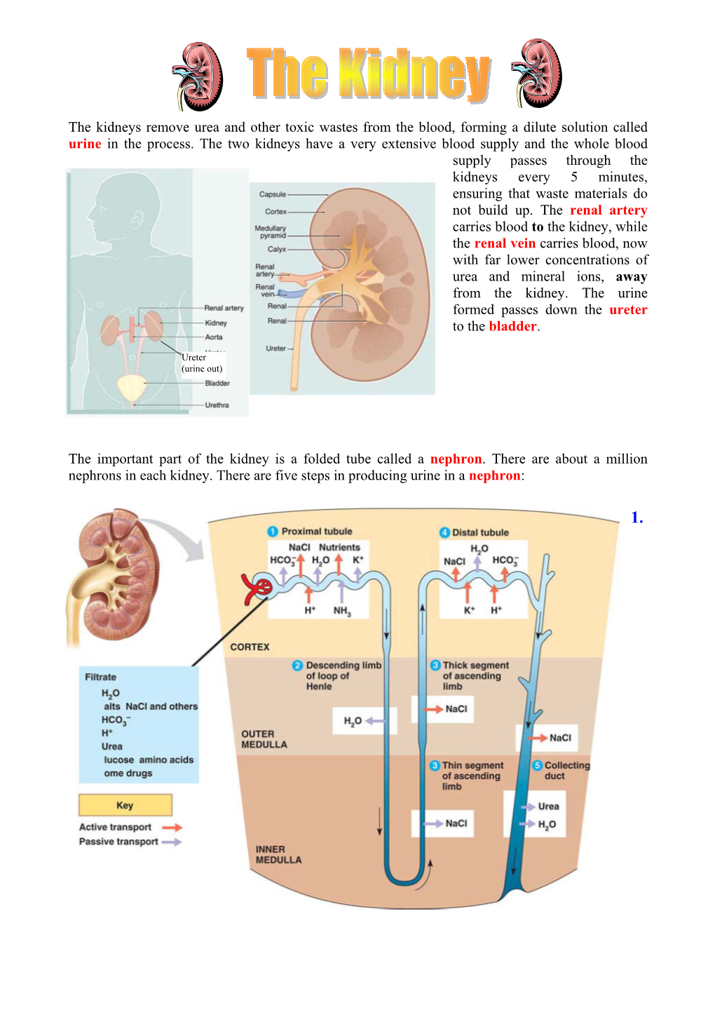 The Kidneys Remove Urea and Other Toxic Wastes from the Blood, Forming a Dilute Solution Called Urine in the Process