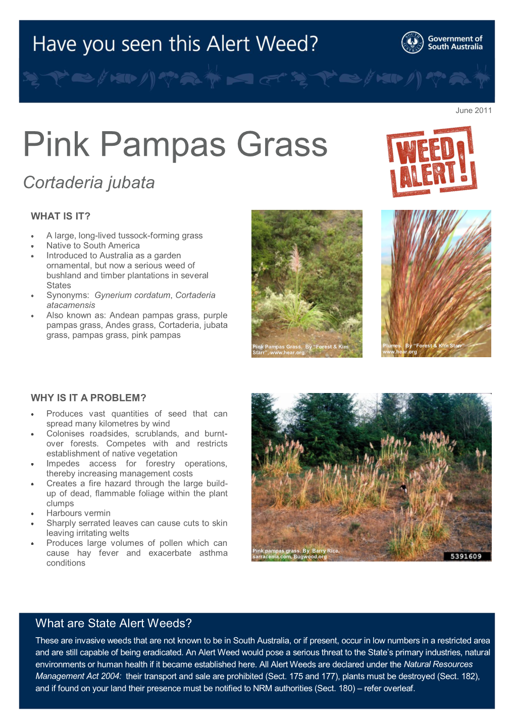 Pink Pampas Grass