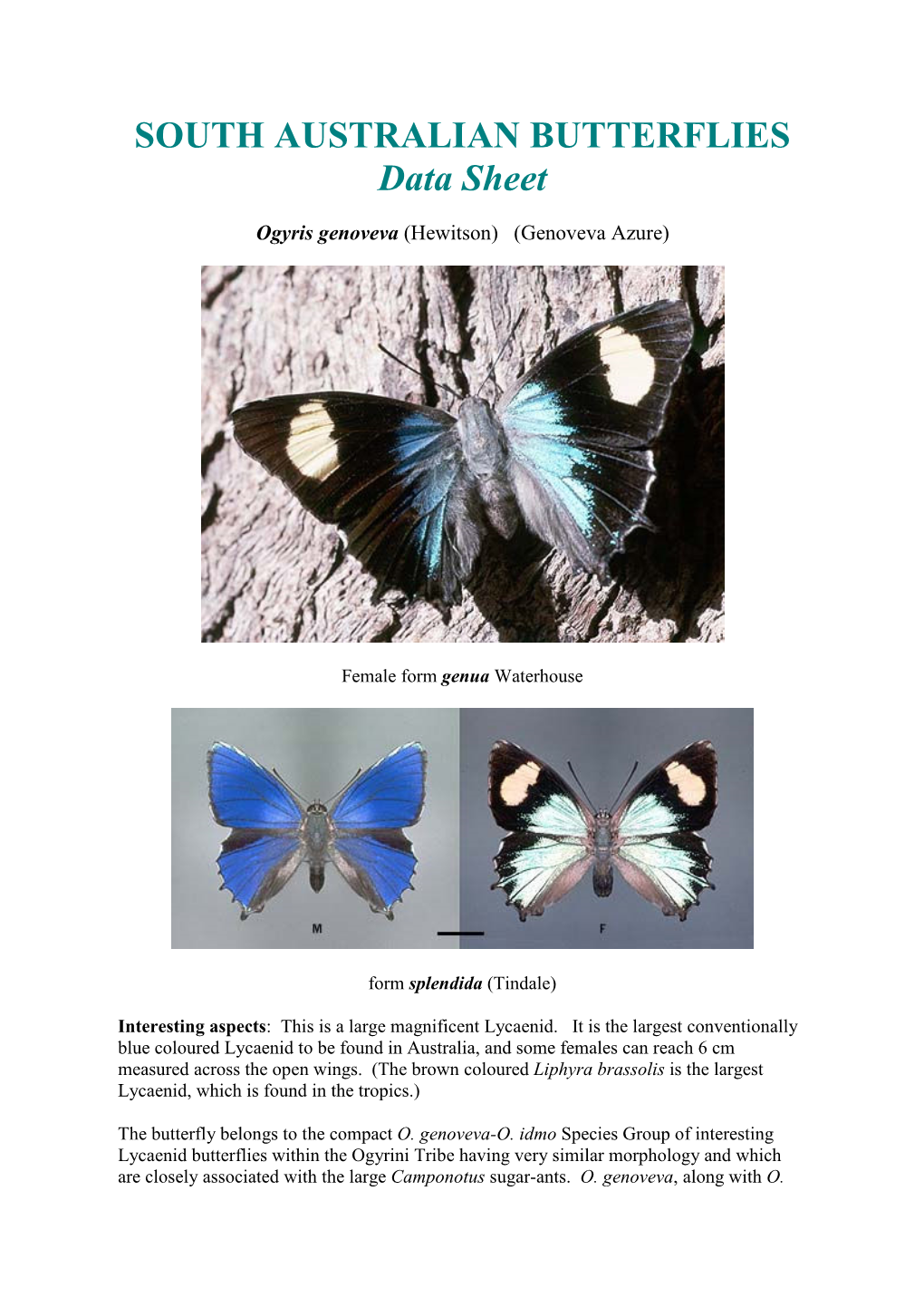 SOUTH AUSTRALIAN BUTTERFLIES Data Sheet