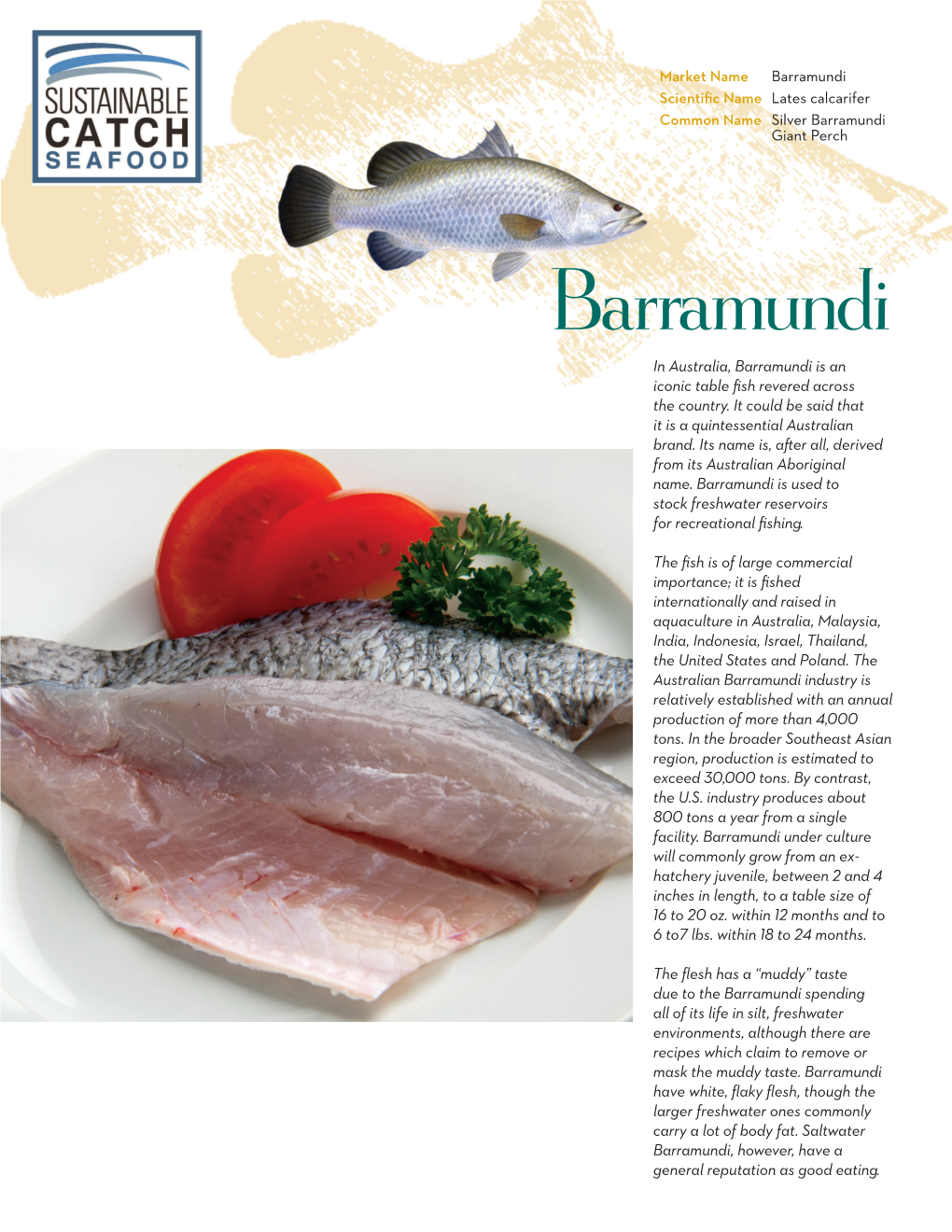 Barramundi Scientific Name Lates Calcarifer Common Name Silver Barramundi Giant Perch