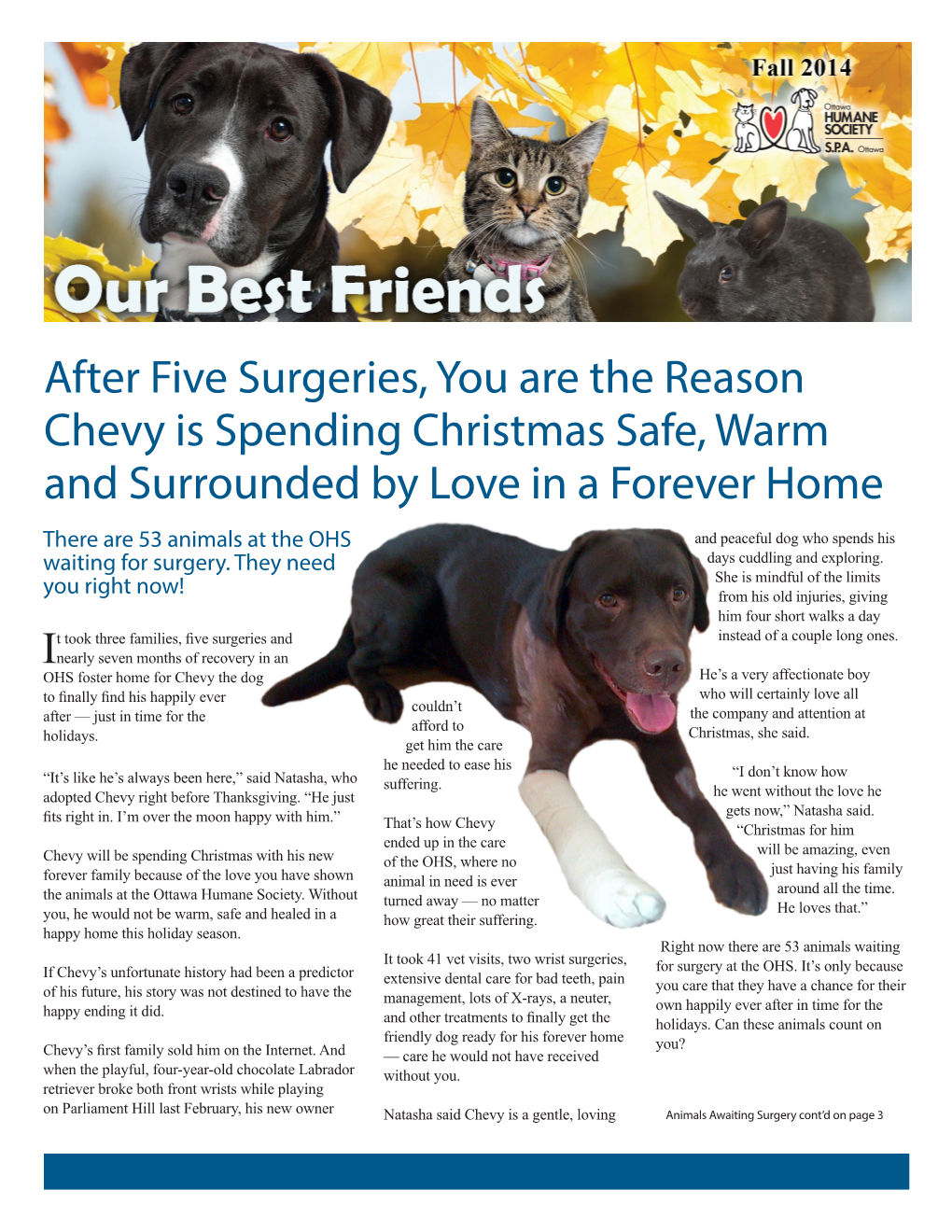 After Five Surgeries, You Are the Reason Chevy Is Spending Christmas Safe, Warm and Surrounded by Love in a Forever Home