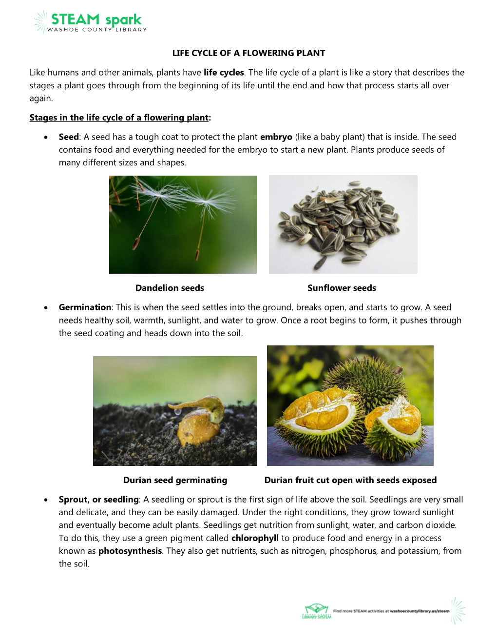 Life Cycle of a Flowering Plant