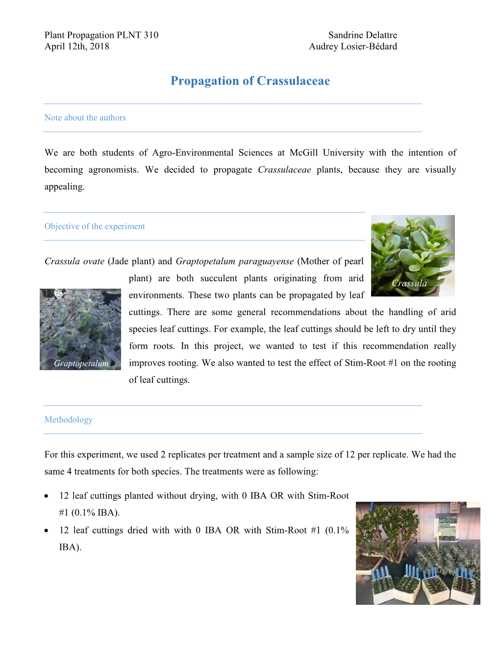 Propagation of Crassulaceae