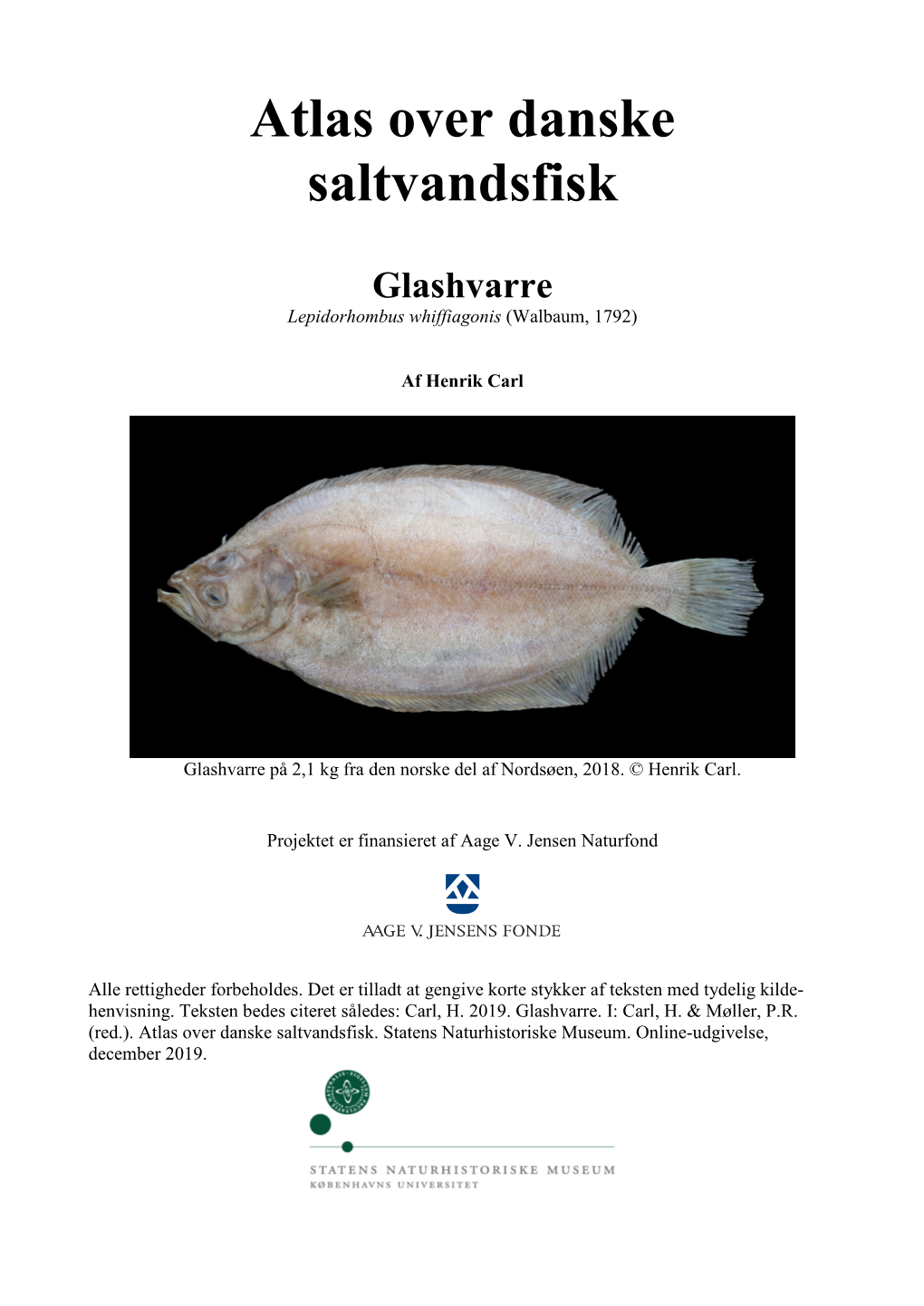 Glashvarre, Lepidorhombus Whiffiagonis