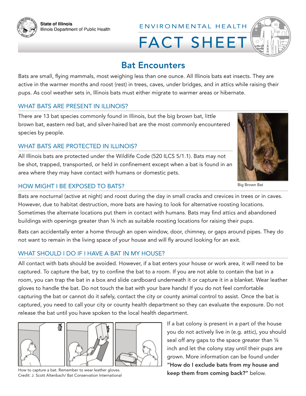 Bat Encounter Fact Sheet