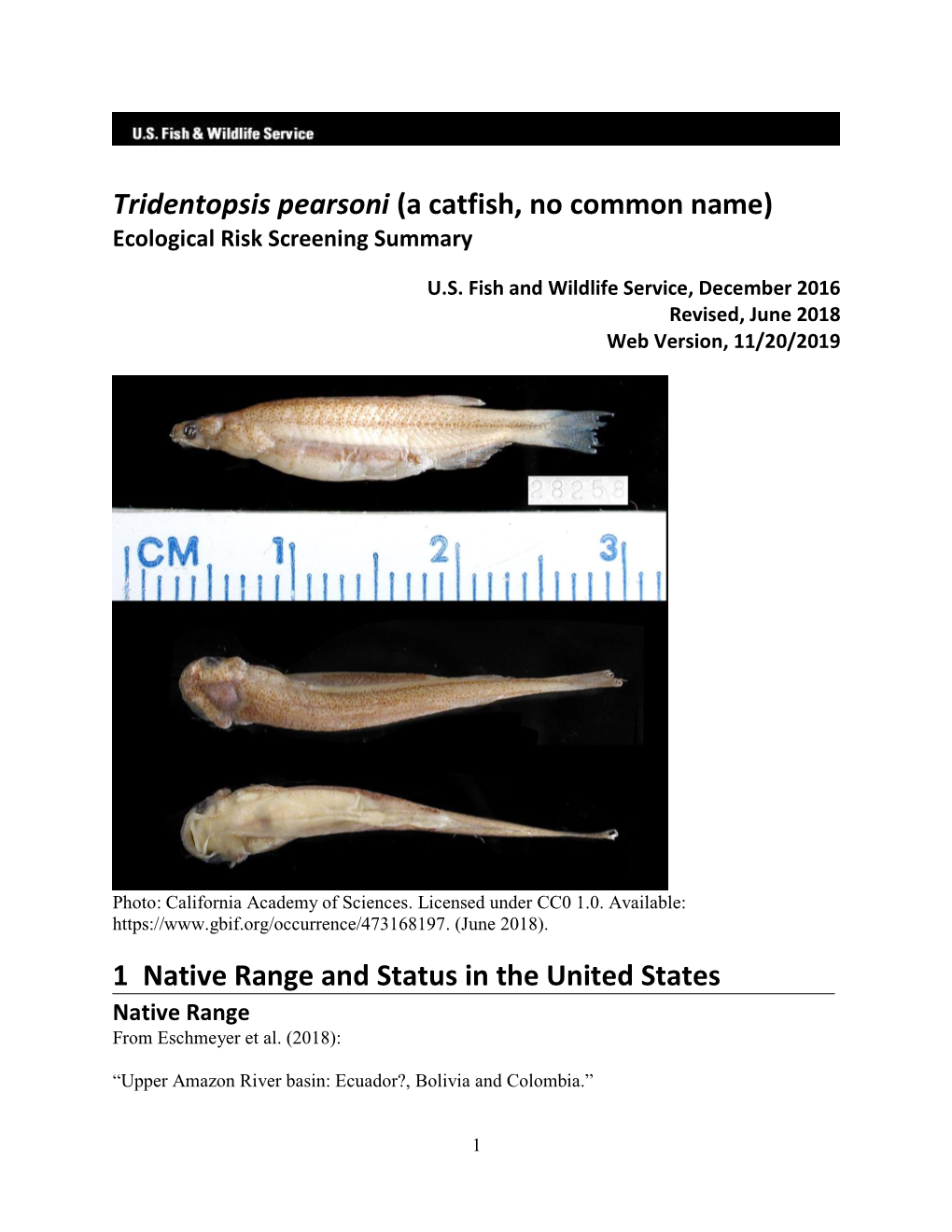 Tridentopsis Pearsoni (A Catfish, No Common Name) Ecological Risk Screening Summary