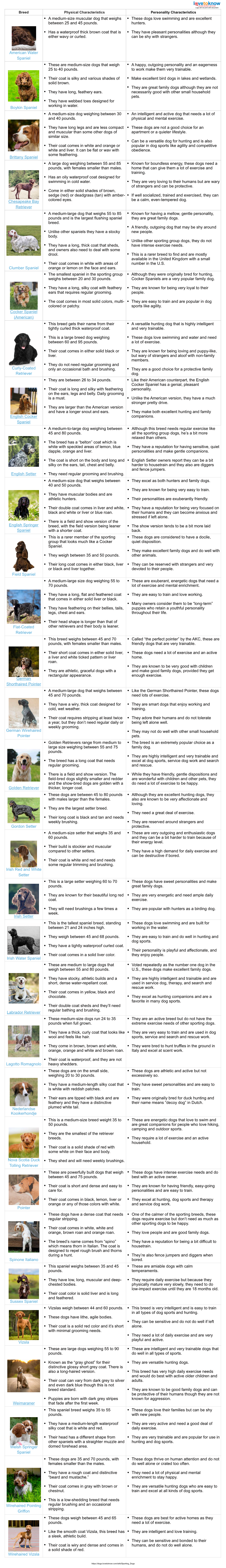 Sporting Dog Breeds and Characteristics