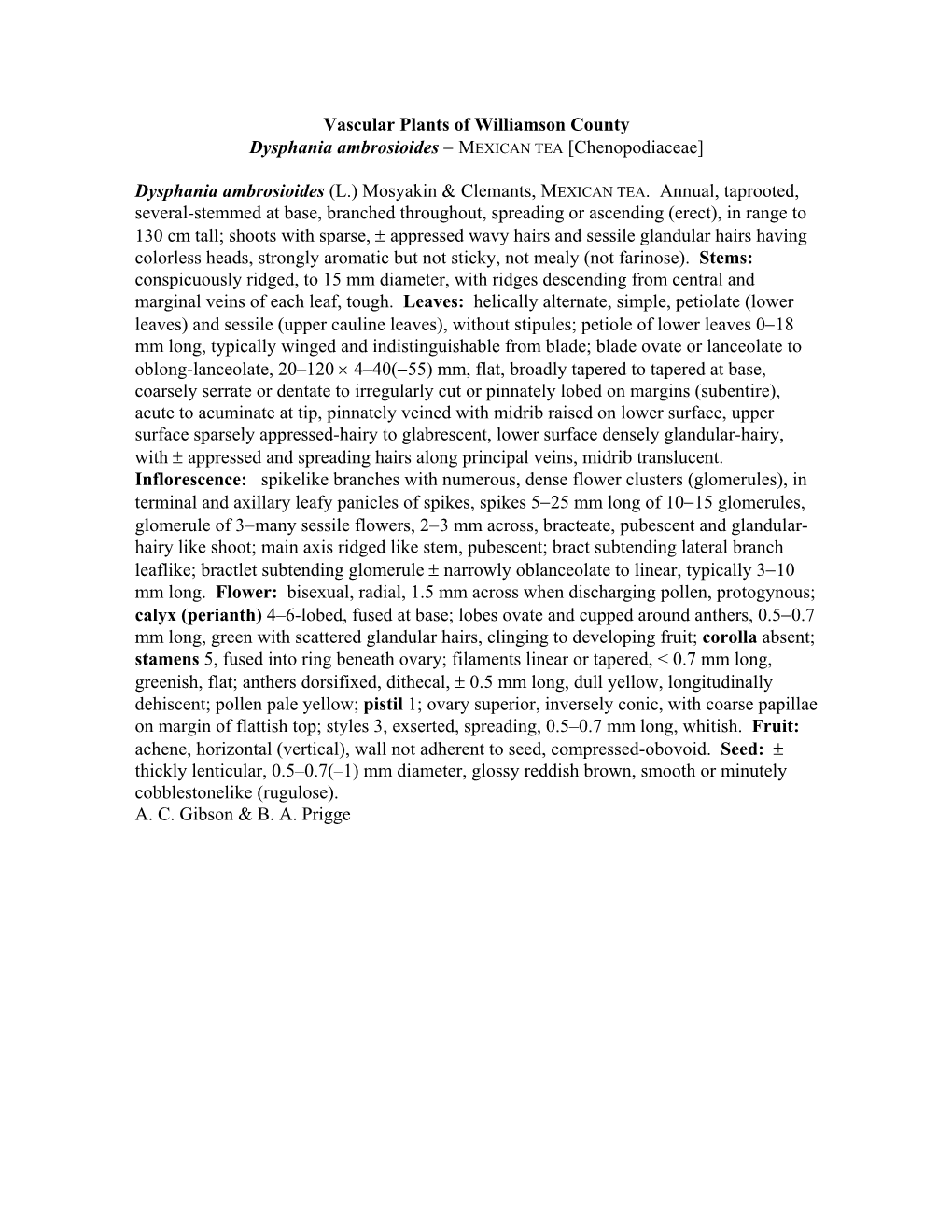 Vascular Plants of Williamson County Dysphania Ambrosioides − MEXICAN TEA [Chenopodiaceae]