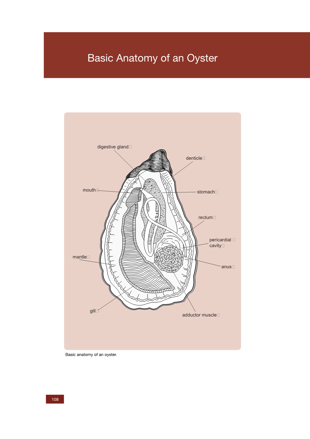 Basic Anatomy of an Oyster