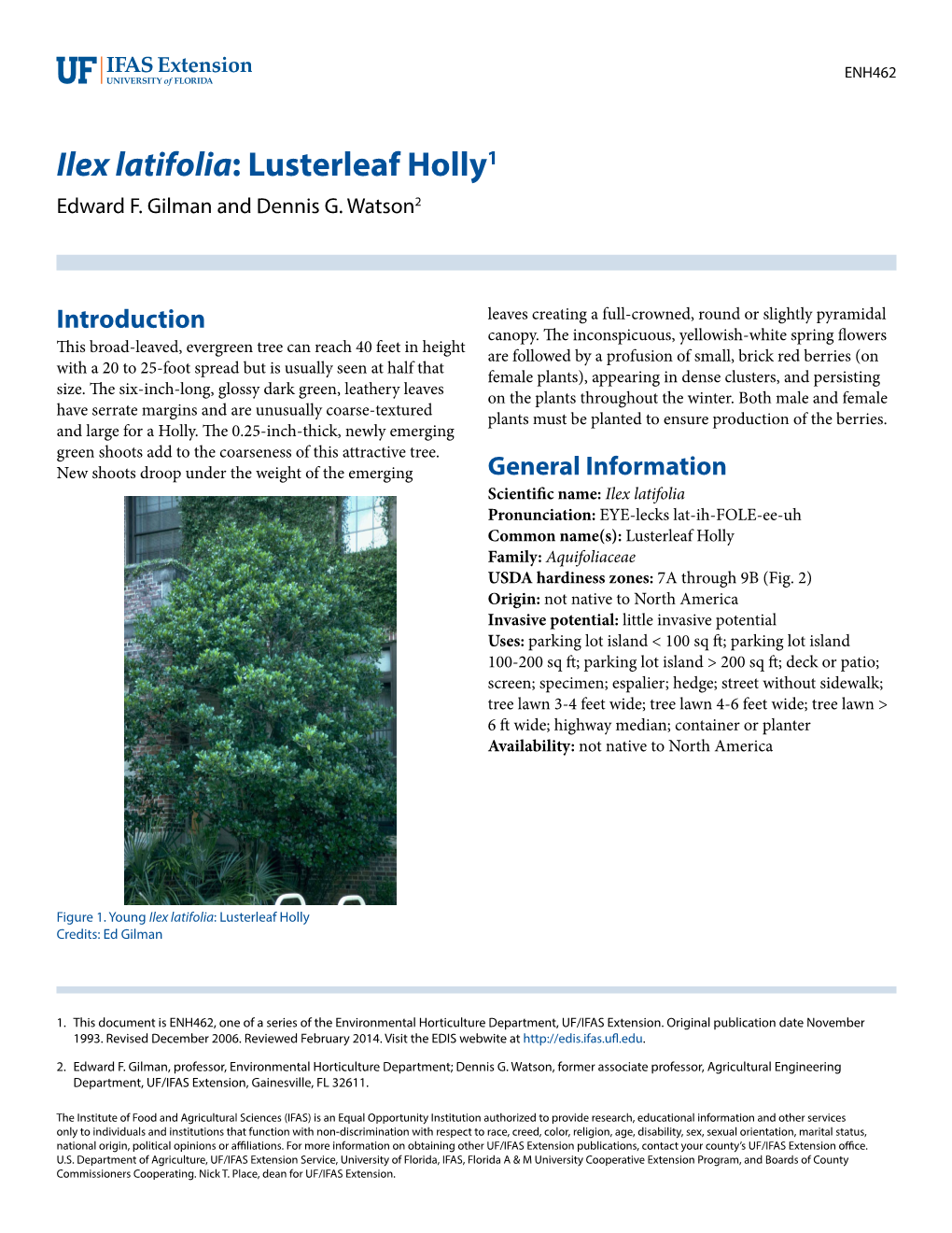 Ilex Latifolia: Lusterleaf Holly1 Edward F