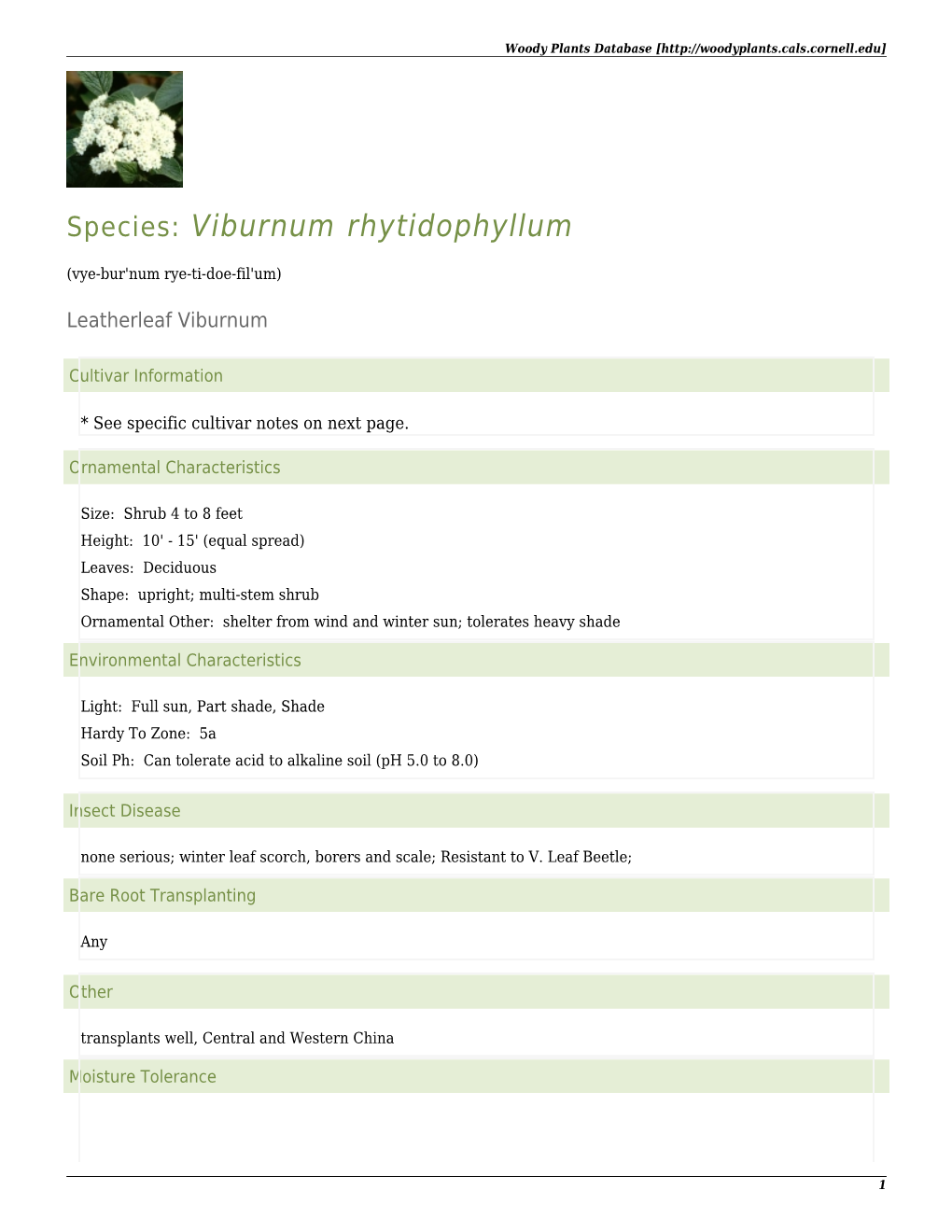 Viburnum Rhytidophyllum