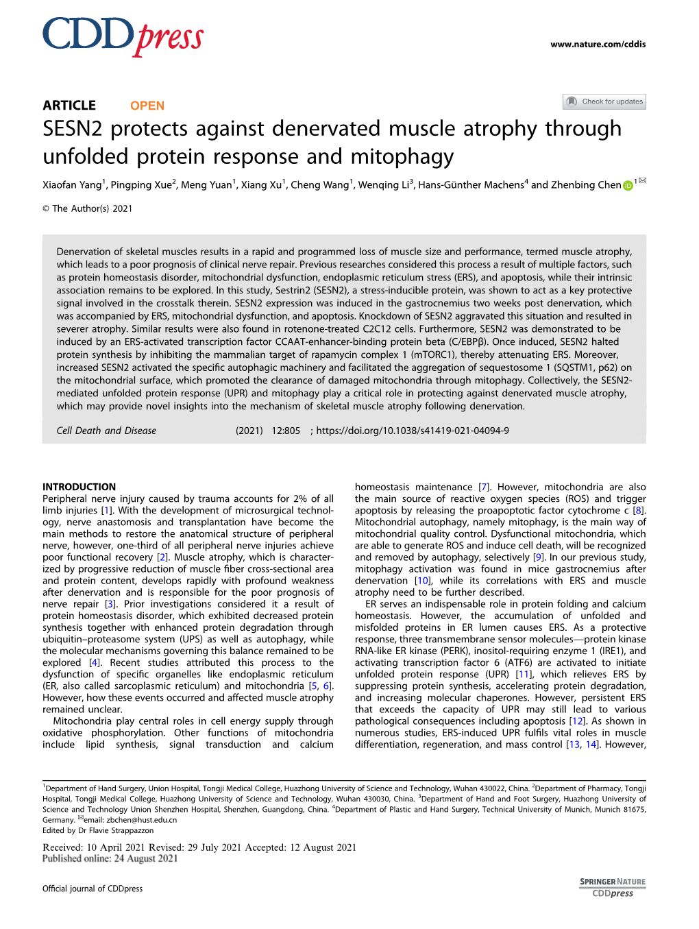 SESN2 Protects Against Denervated Muscle Atrophy Through Unfolded