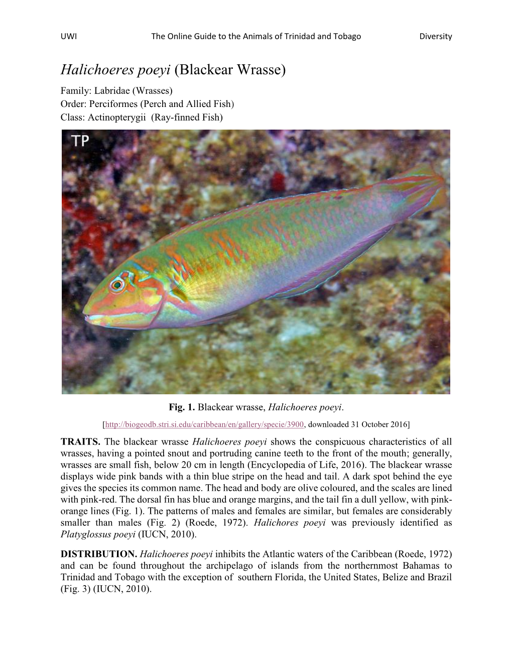 Blackear Wrasse) Family: Labridae (Wrasses) Order: Perciformes (Perch and Allied Fish) Class: Actinopterygii (Ray-Finned Fish)