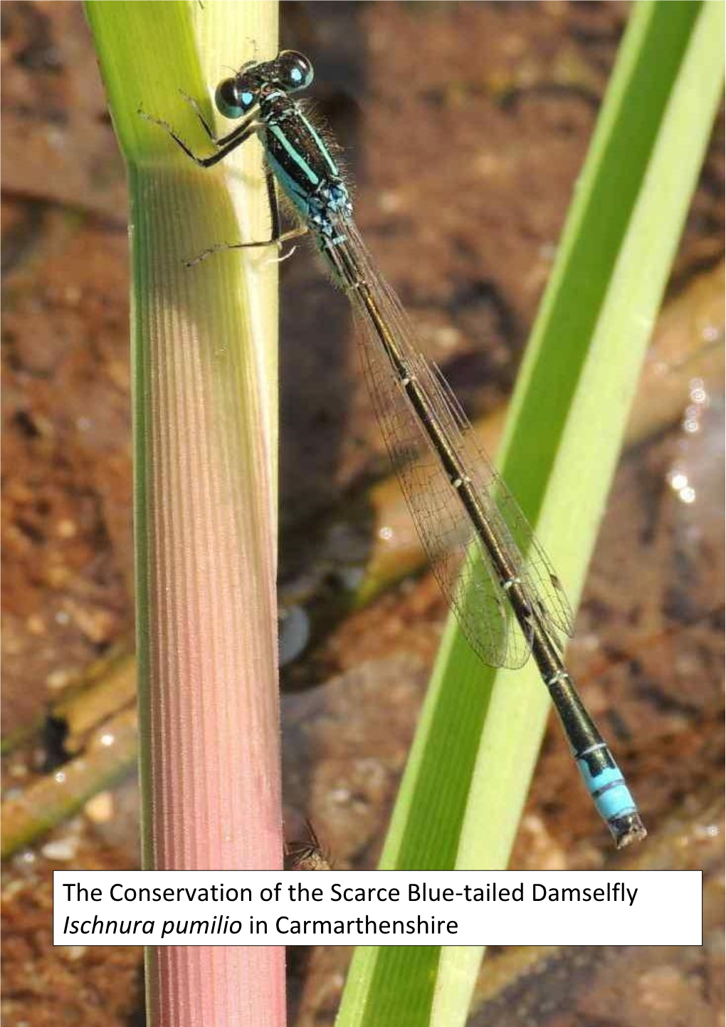 The Conservation of the Scarce Blue-Tailed Damselfly Ischnura