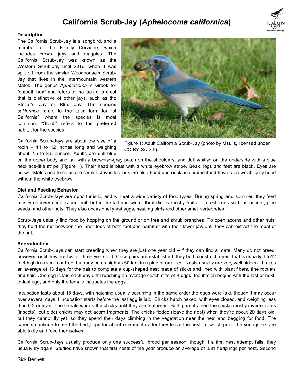 California Scrub-Jay (Aphelocoma Californica)