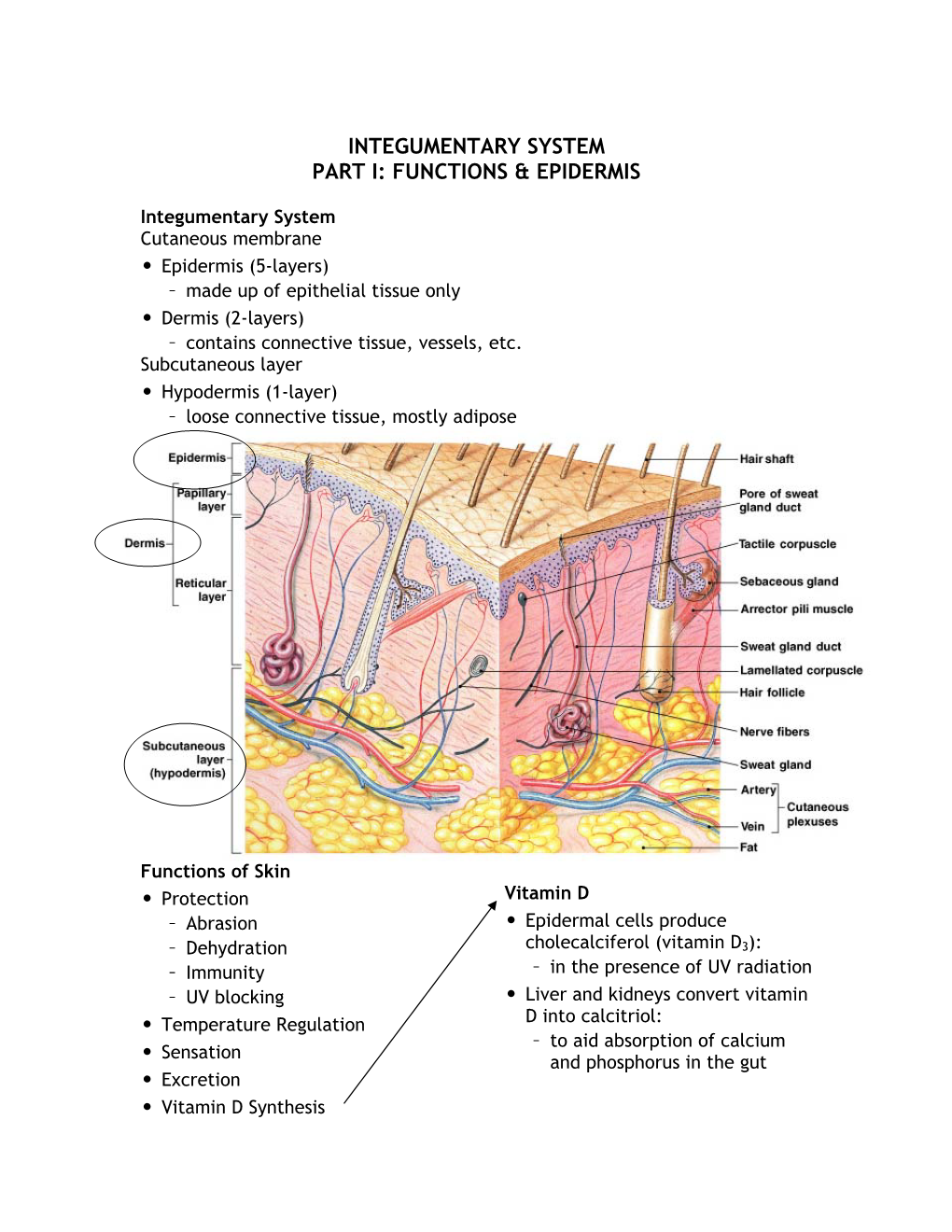 Integumentary System Part I: Functions & Epidermis
