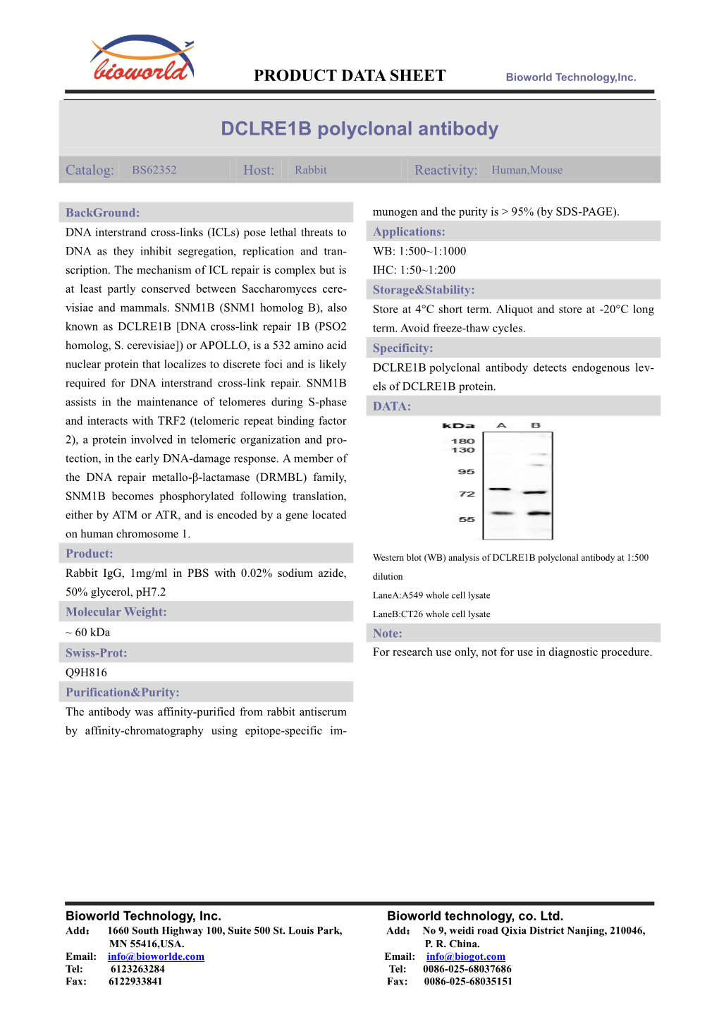 DCLRE1B Polyclonal Antibody