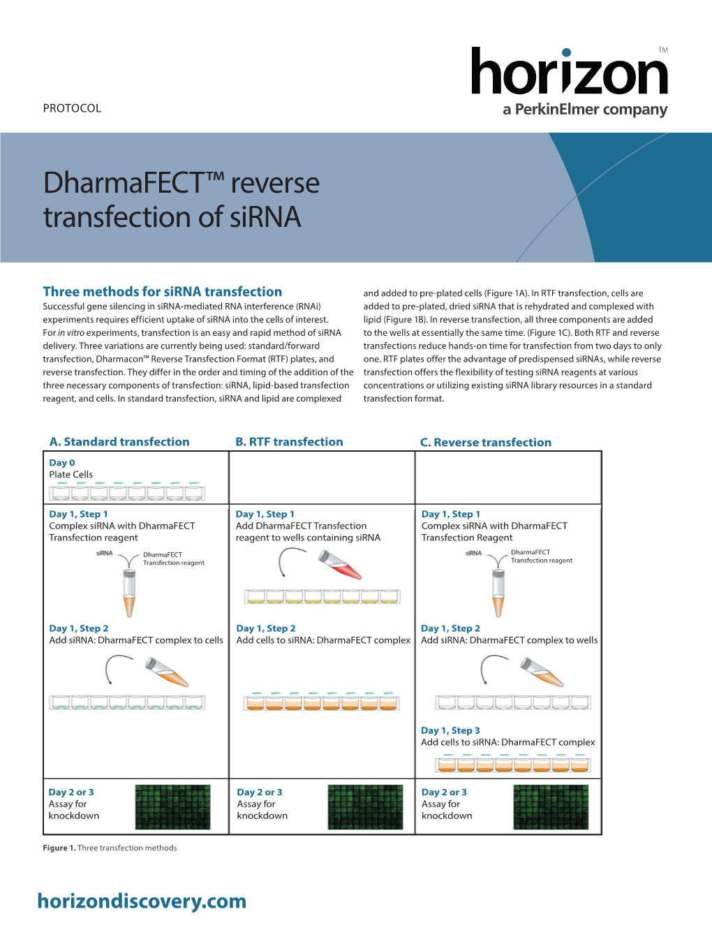 Reverse Transfection of Sirna