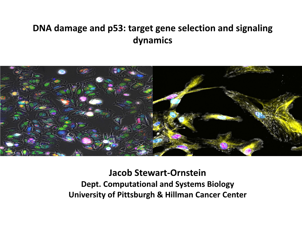 DNA Damage and P53: Target Gene Selection and Signaling Dynamics
