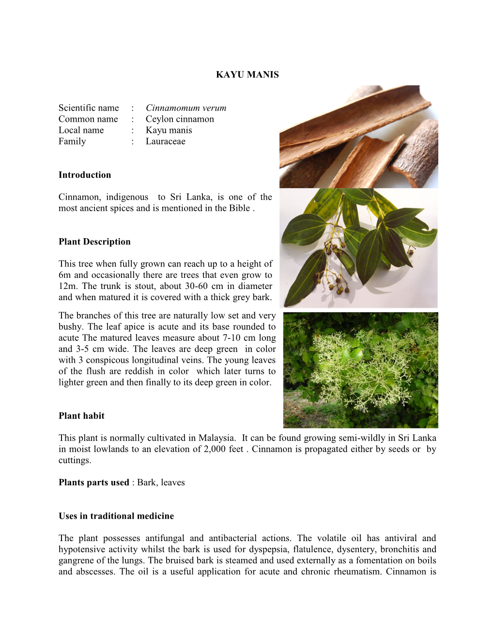 KAYU MANIS Scientific Name : Cinnamomum Verum Common