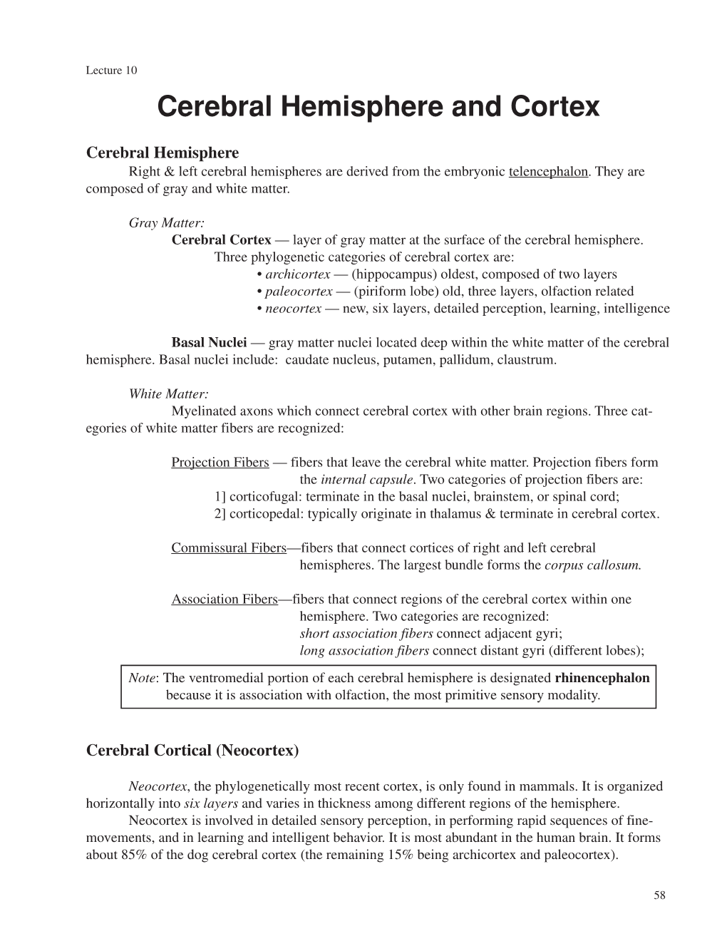 Cerebral Cortex Lect